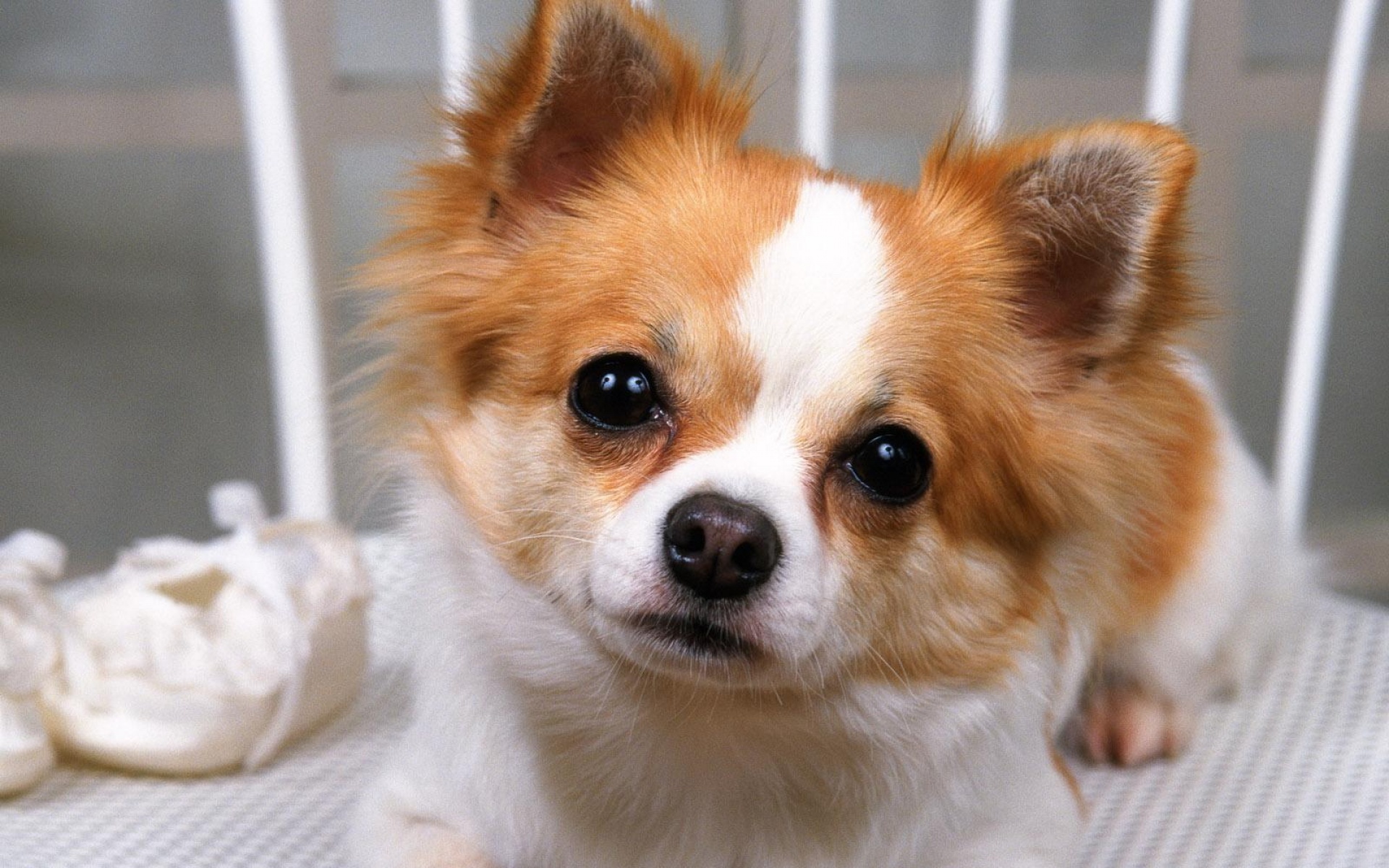 萌宠,汪星人,狗,狗狗,儿童桌面专用