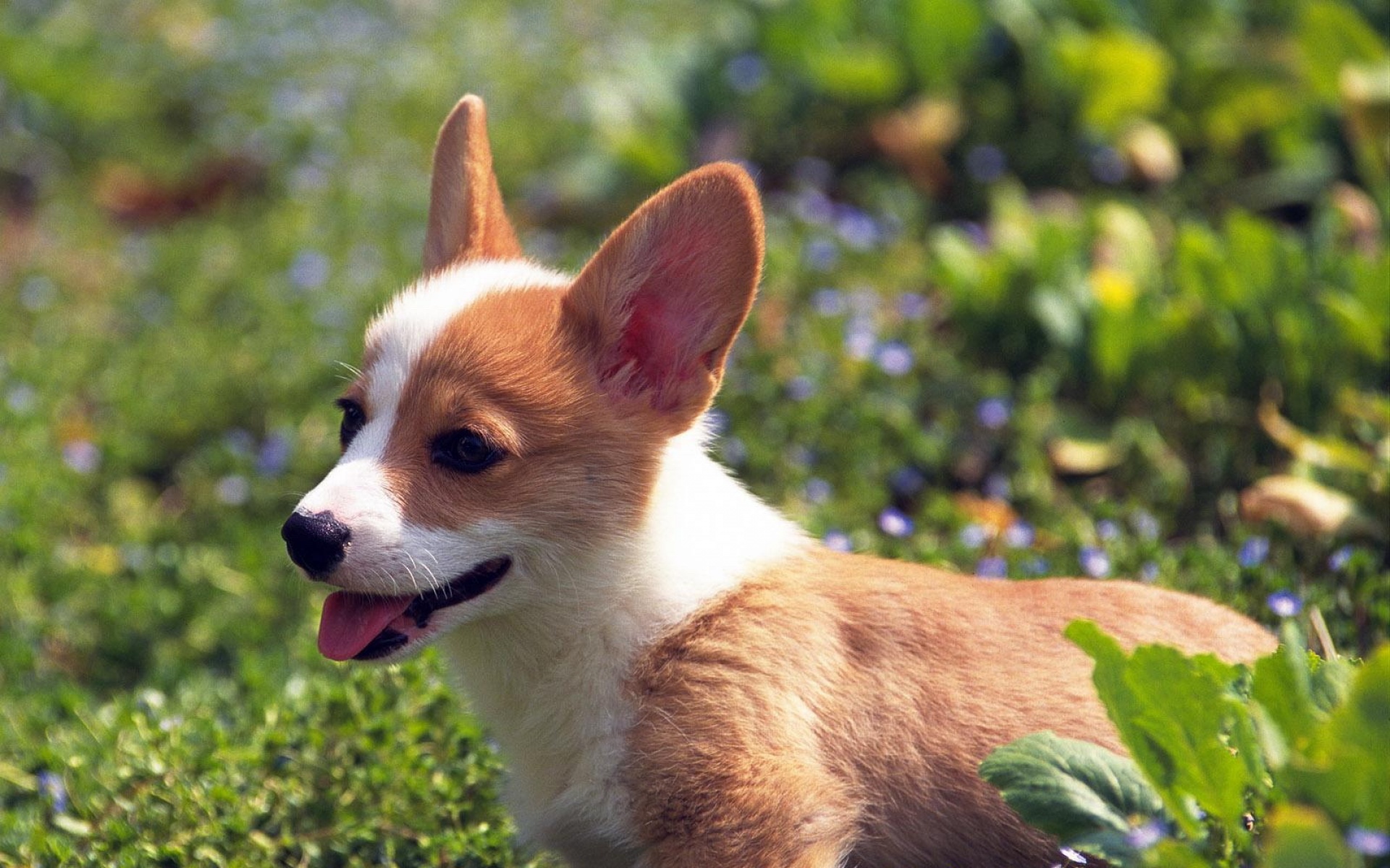 萌宠,汪星人,狗,狗狗,儿童桌面专用