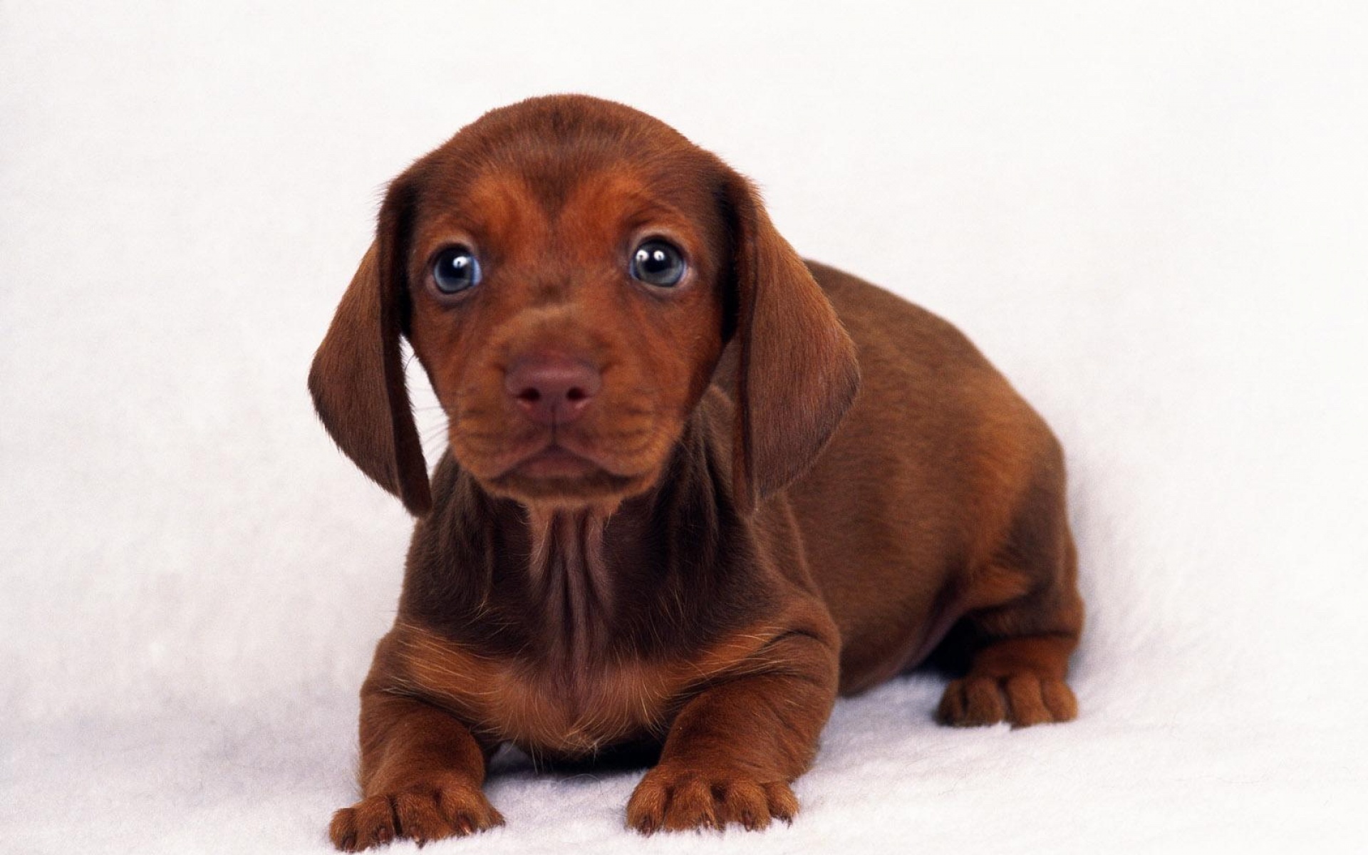 萌宠,汪星人,狗,狗狗,儿童桌面专用