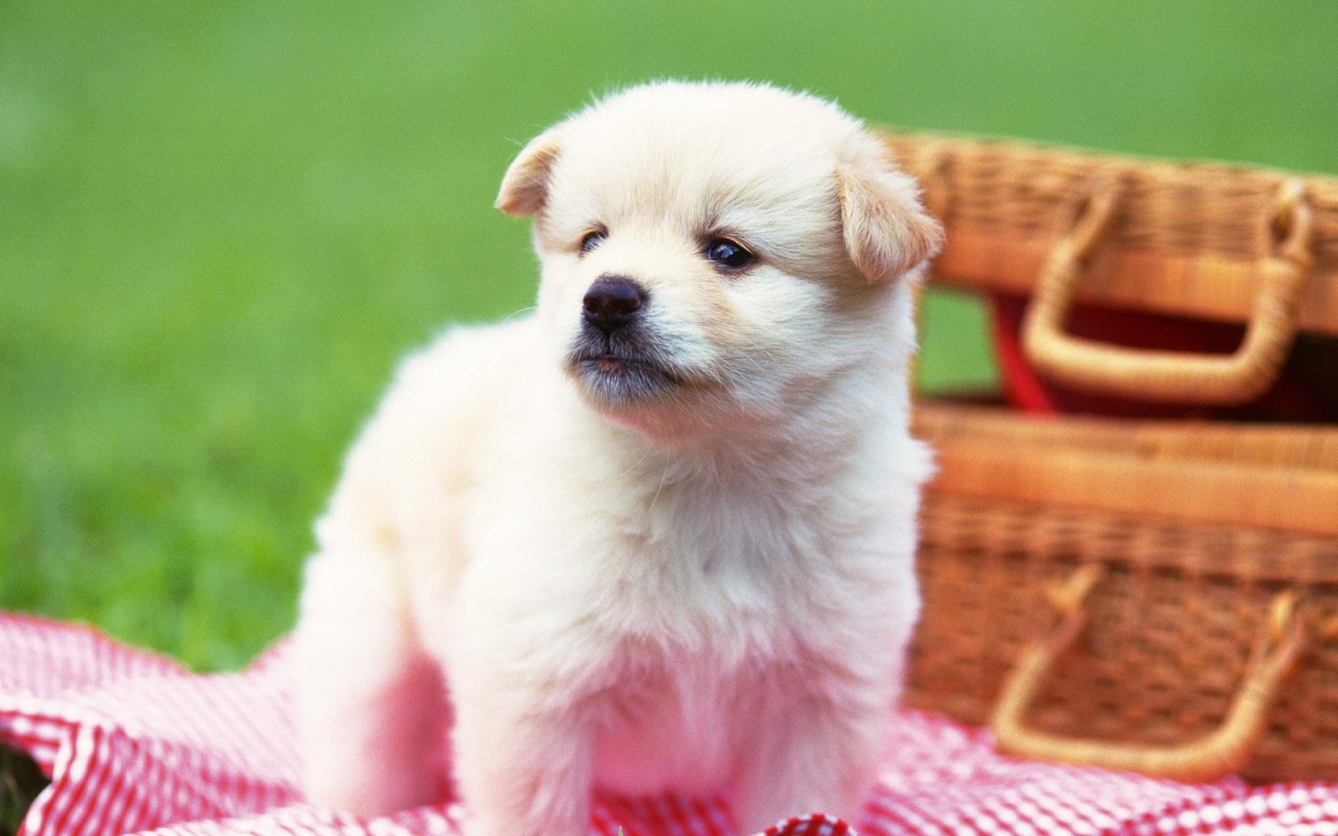 萌宠,汪星人,狗,狗狗,儿童桌面专用