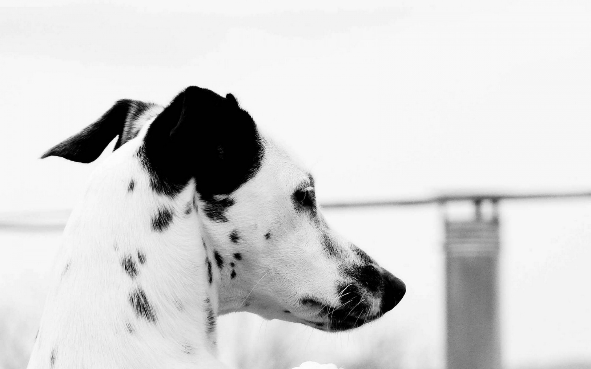 萌宠,汪星人,斑点狗,儿童桌面专用