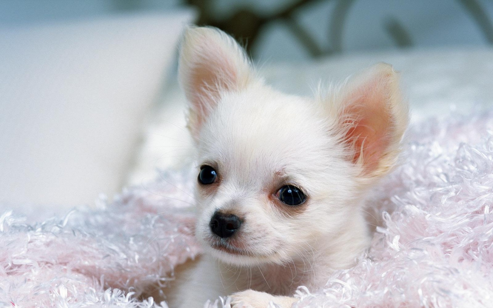 世界,名狗,动物,高清,狗,2012Y十一月02D,儿童桌面专用