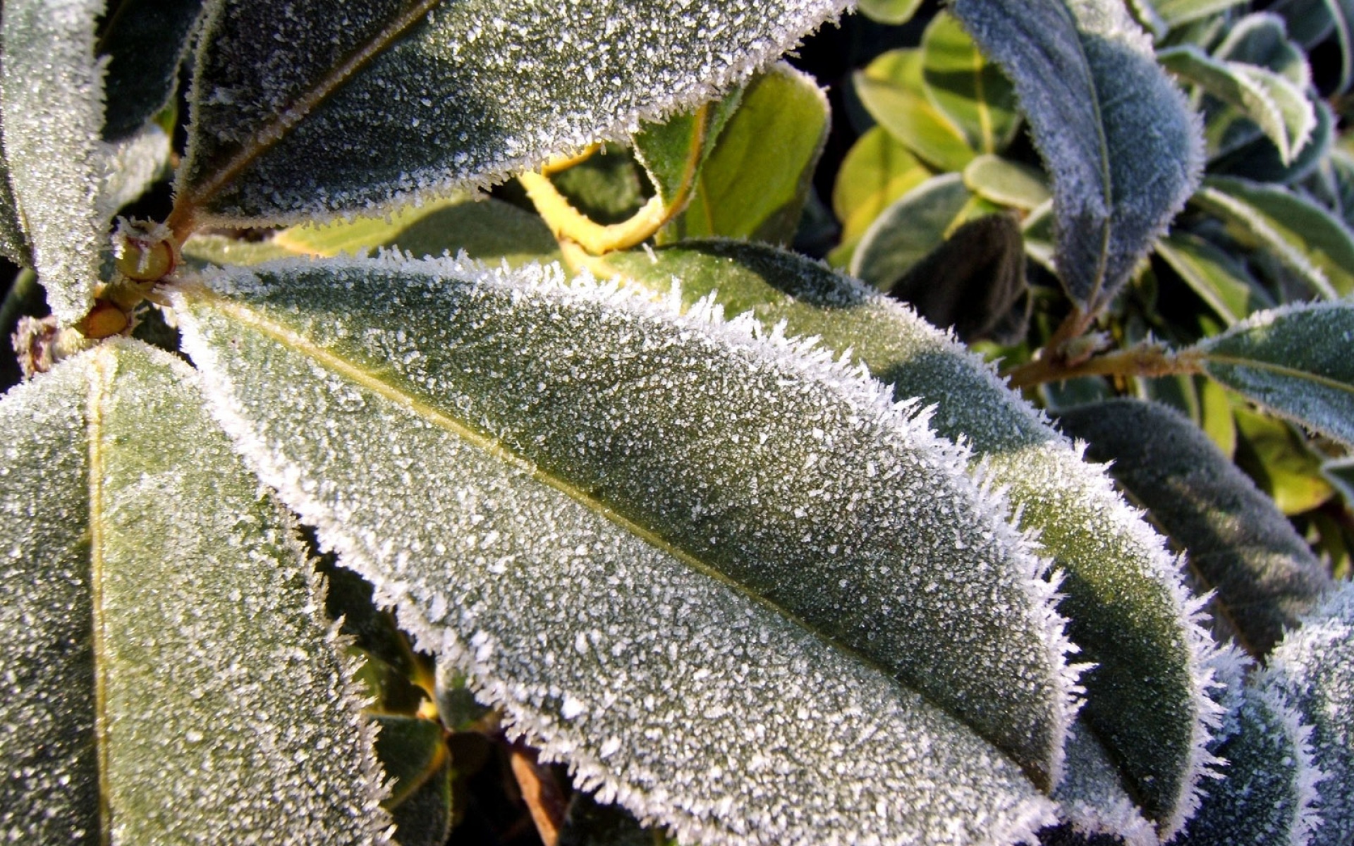 小清新,清新淡雅,冰雪,植物