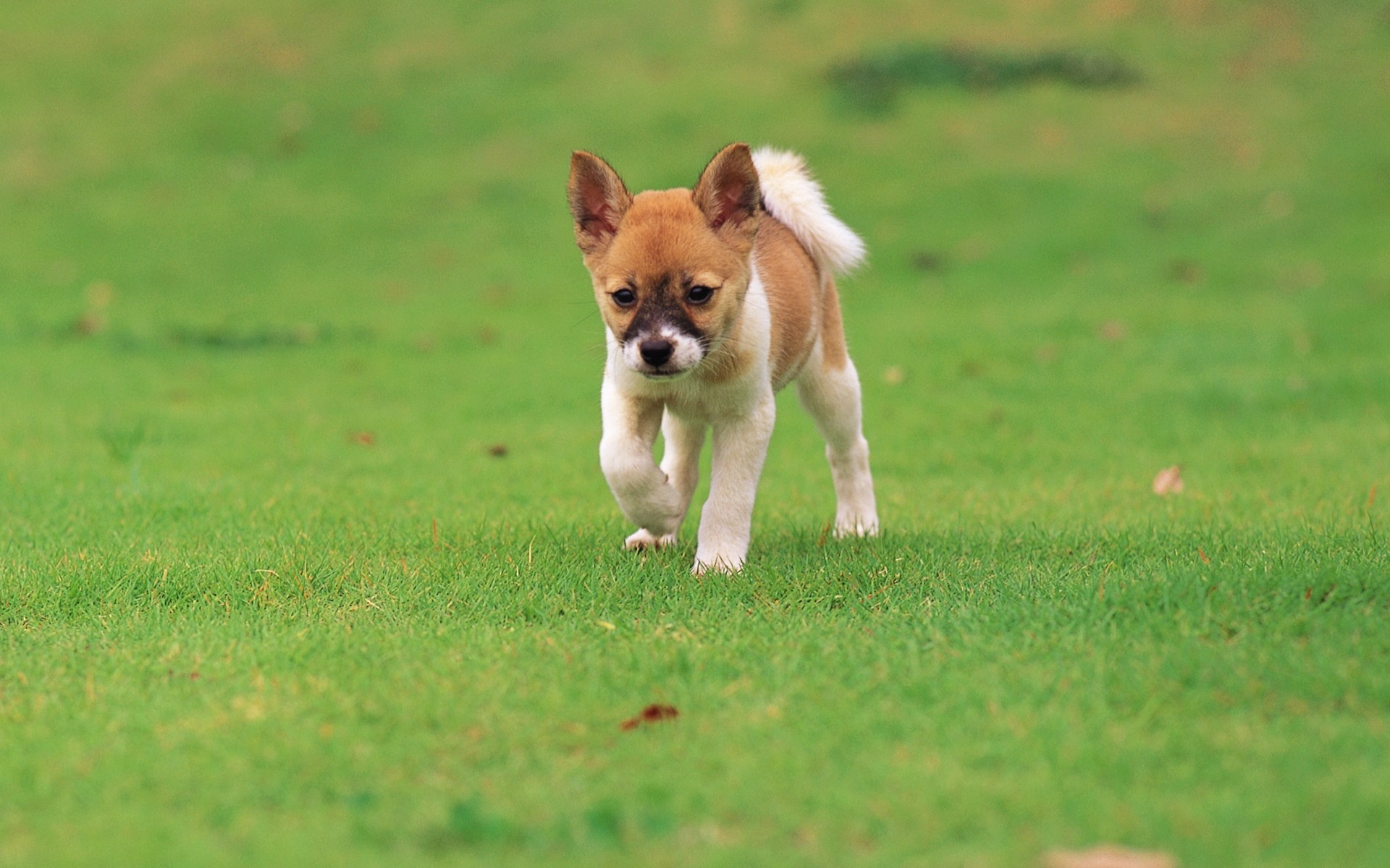 可爱,小狗狗,摄影,宽屏,动物,2012Y十一月01D,儿童桌面专用