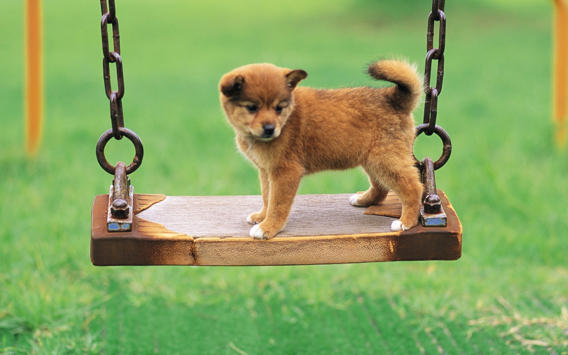 可爱,小狗狗,摄影,宽屏,动物,2012Y十一月01D,儿童桌面专用