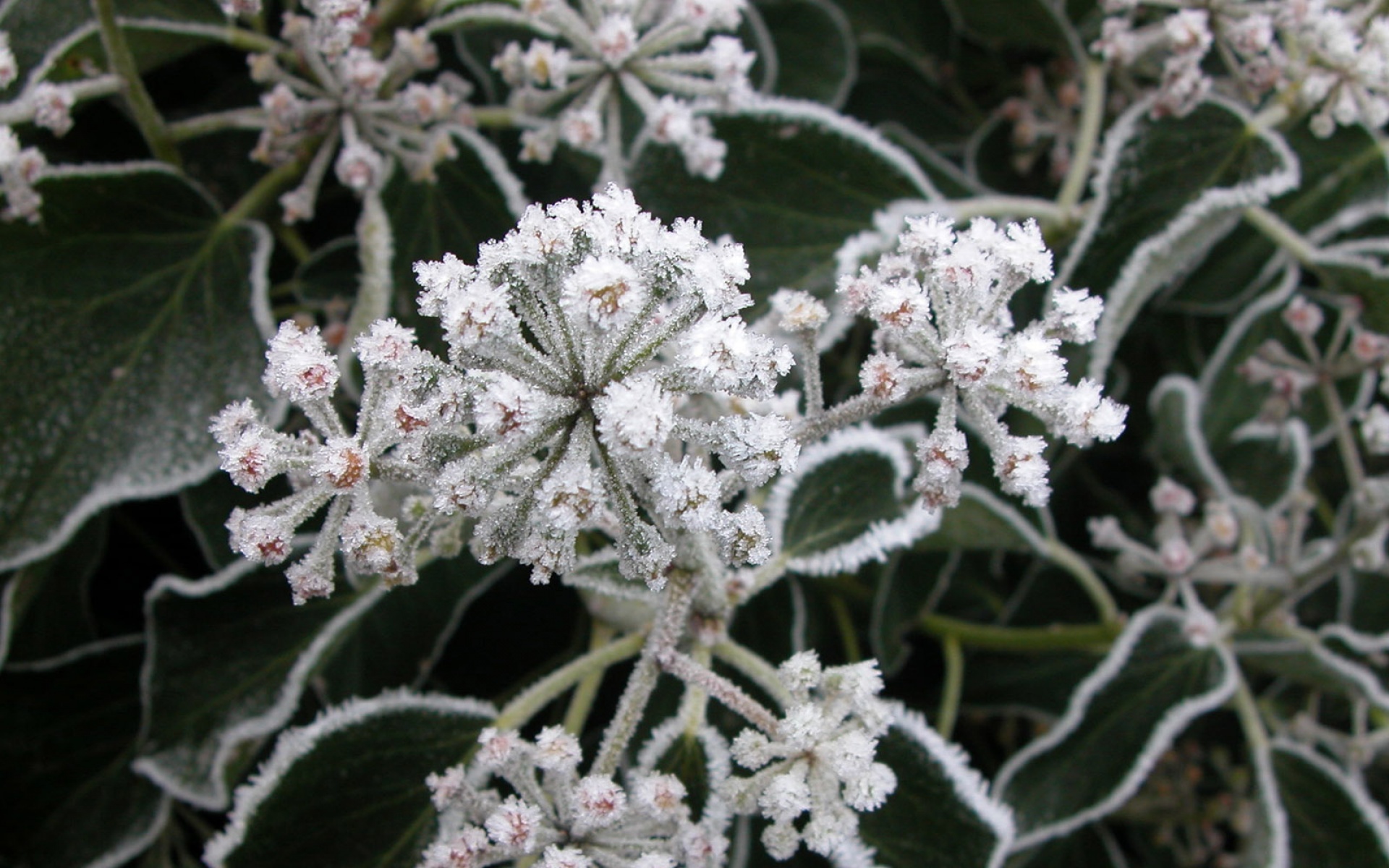 小清新,清新淡雅,冰雪,植物,儿童桌面专用