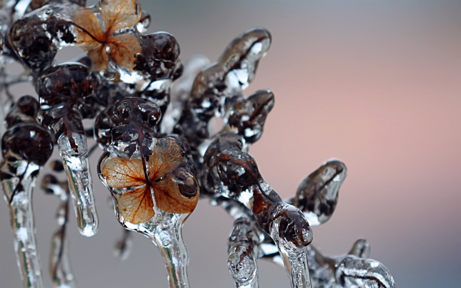 小清新,清新淡雅,冰雪,植物