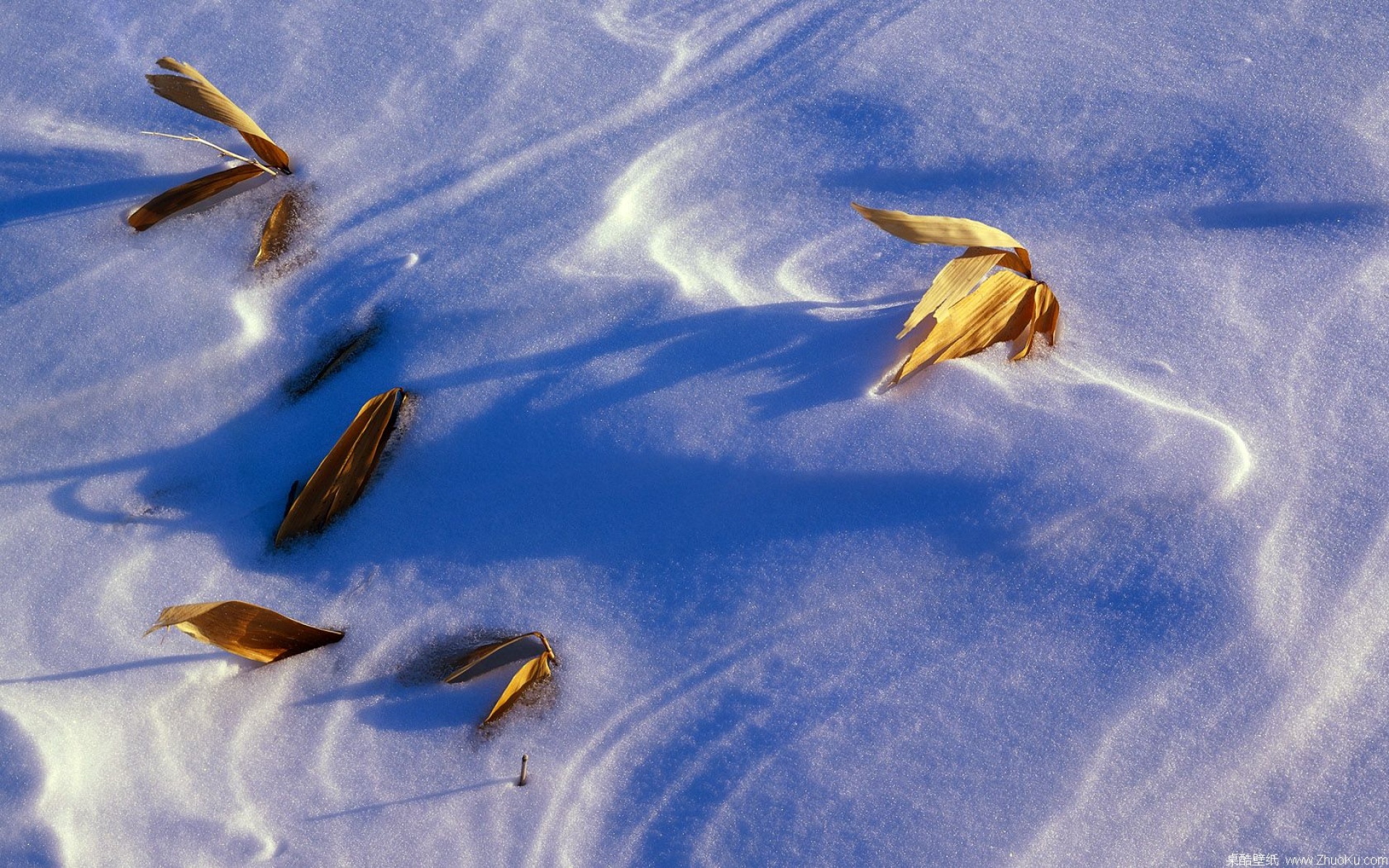 小清新,植物,清新淡雅,儿童桌面专用