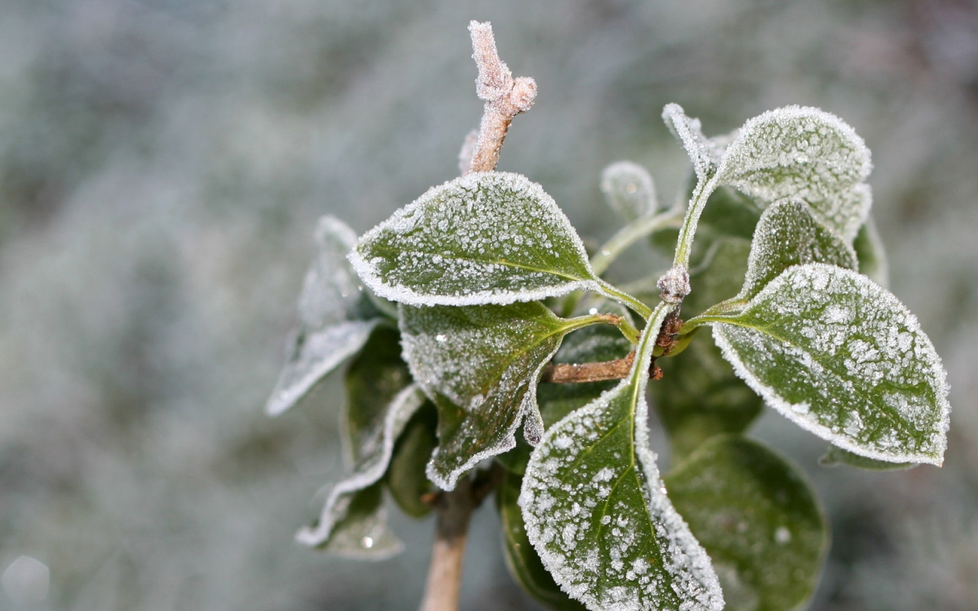 小清新,清新淡雅,冰雪,植物
