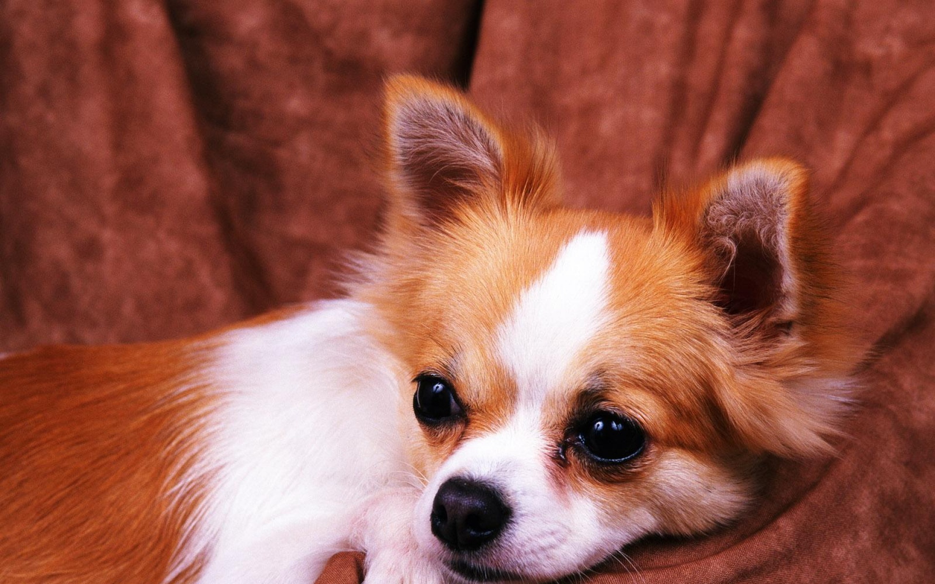 世界,名狗,动物,高清,狗,2012Y十一月02D,儿童桌面专用