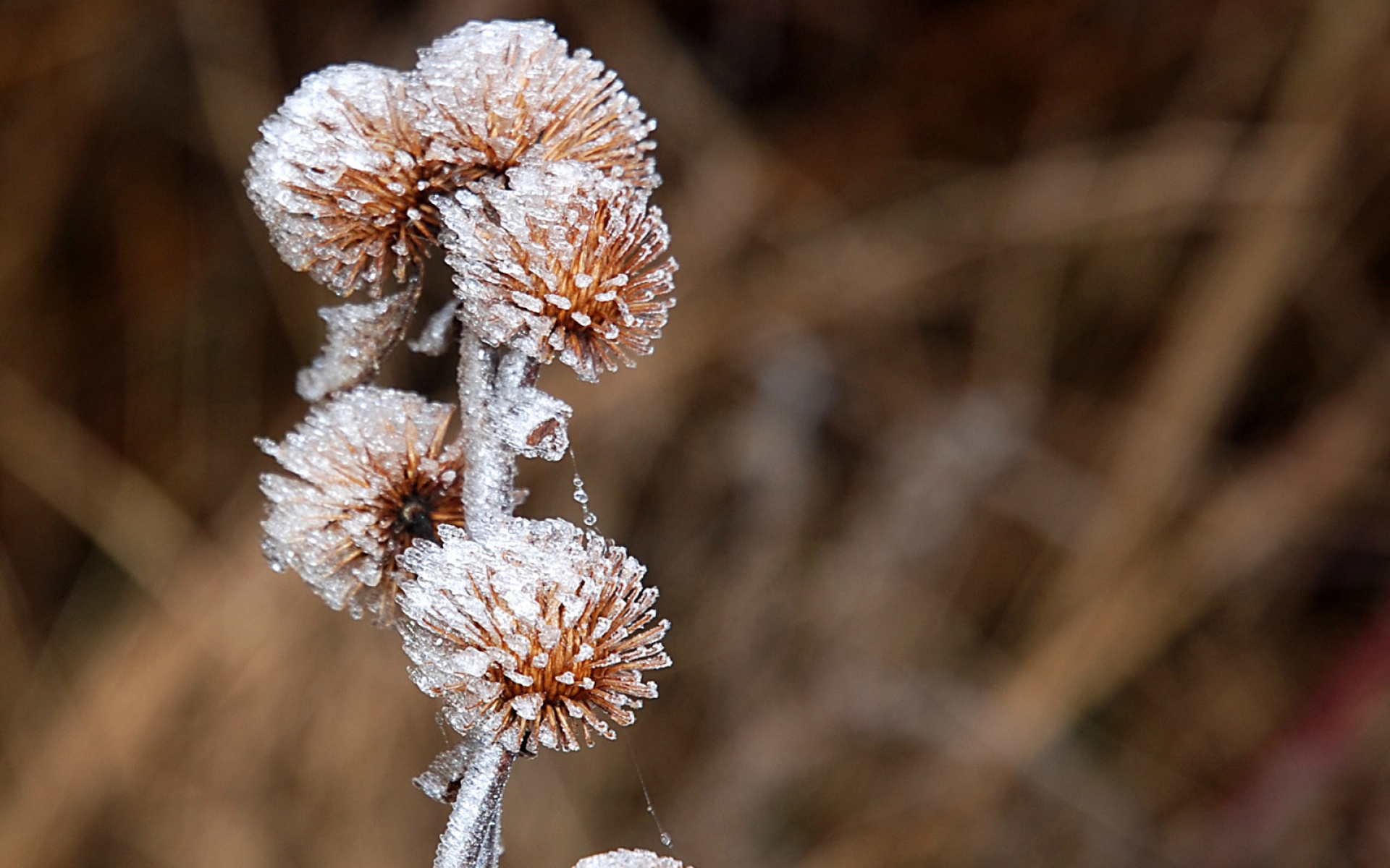 小清新,清新淡雅,冰雪,植物