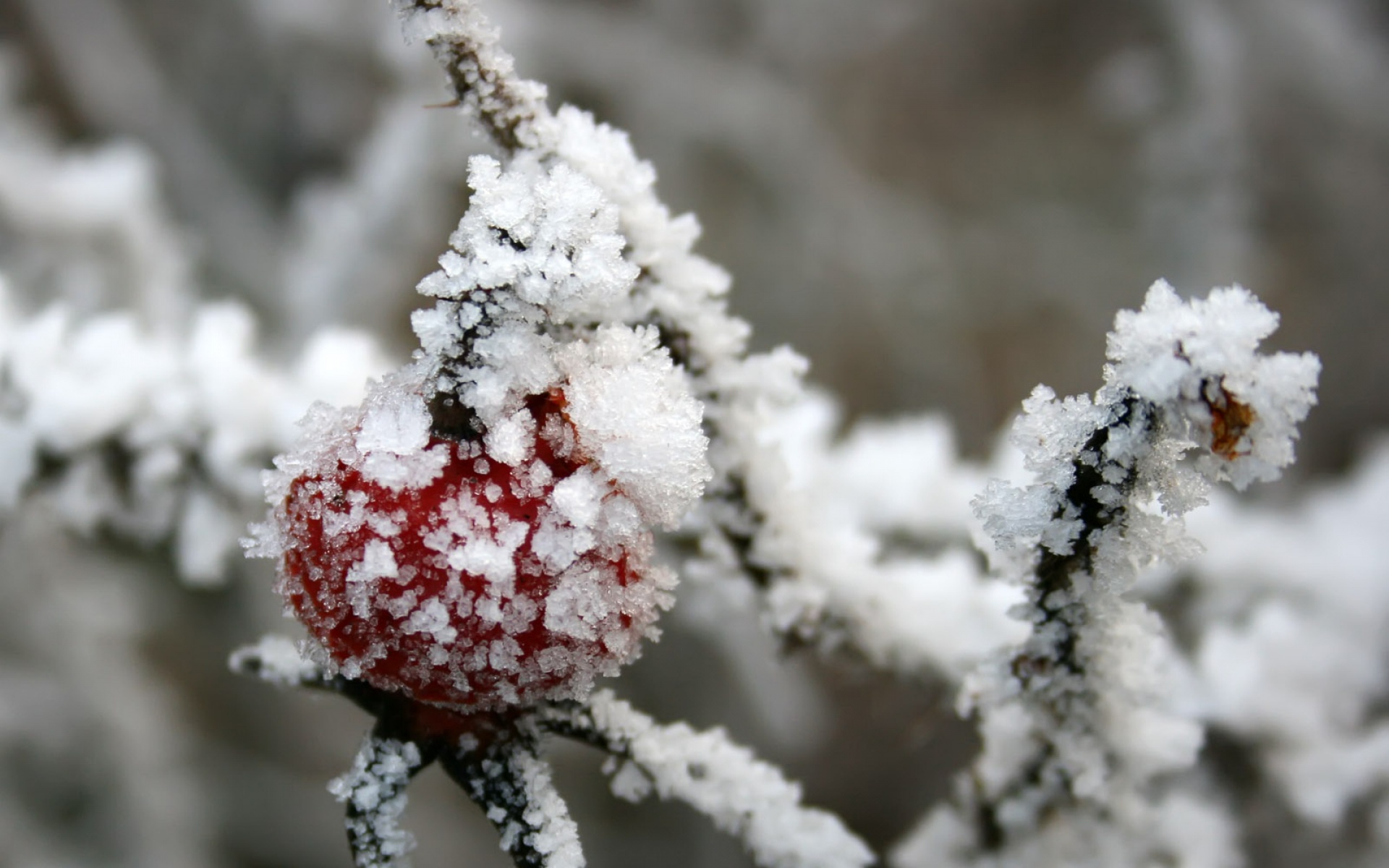 小清新,清新淡雅,冰雪,植物