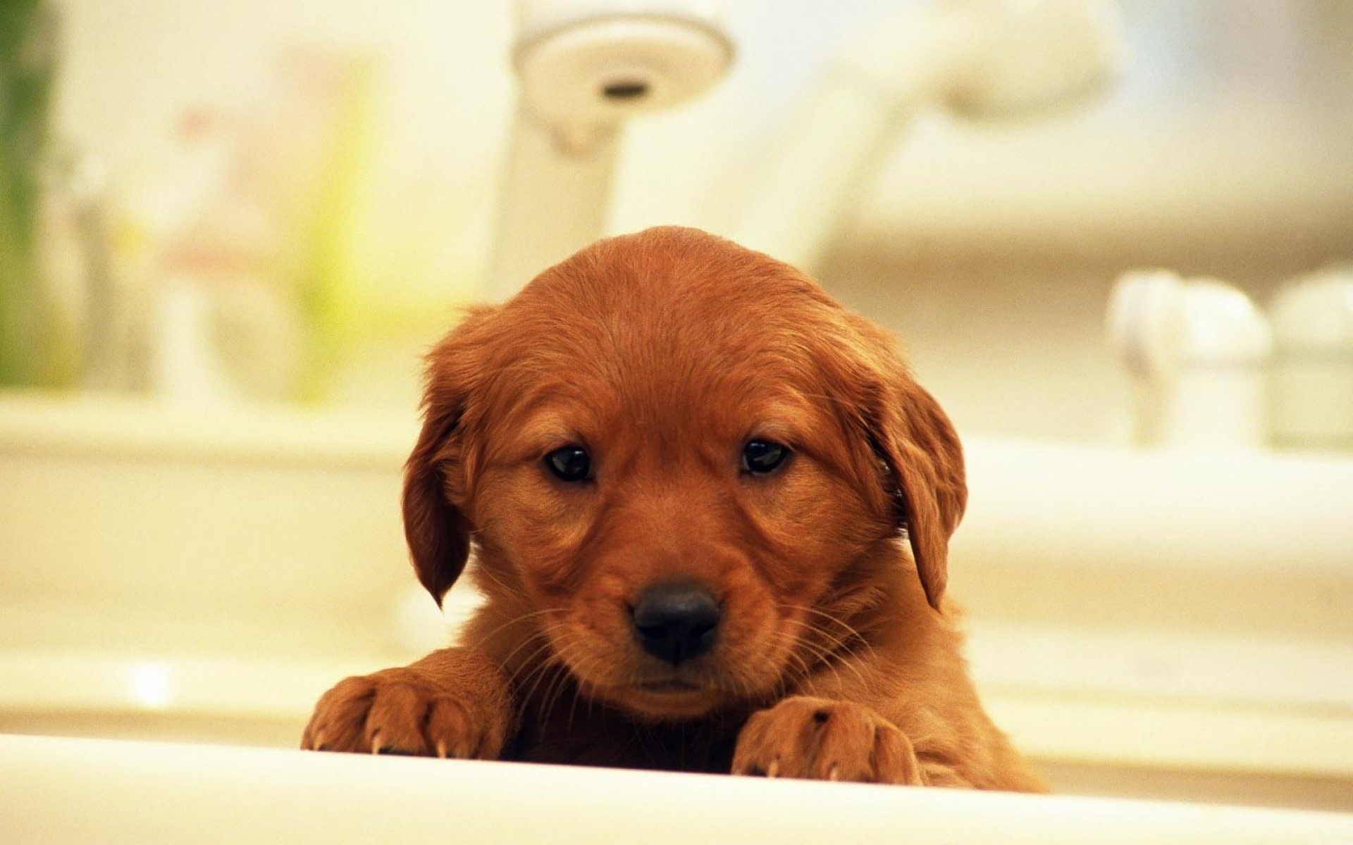 世界,名狗,动物,高清,狗,2012Y十一月02D,儿童桌面专用