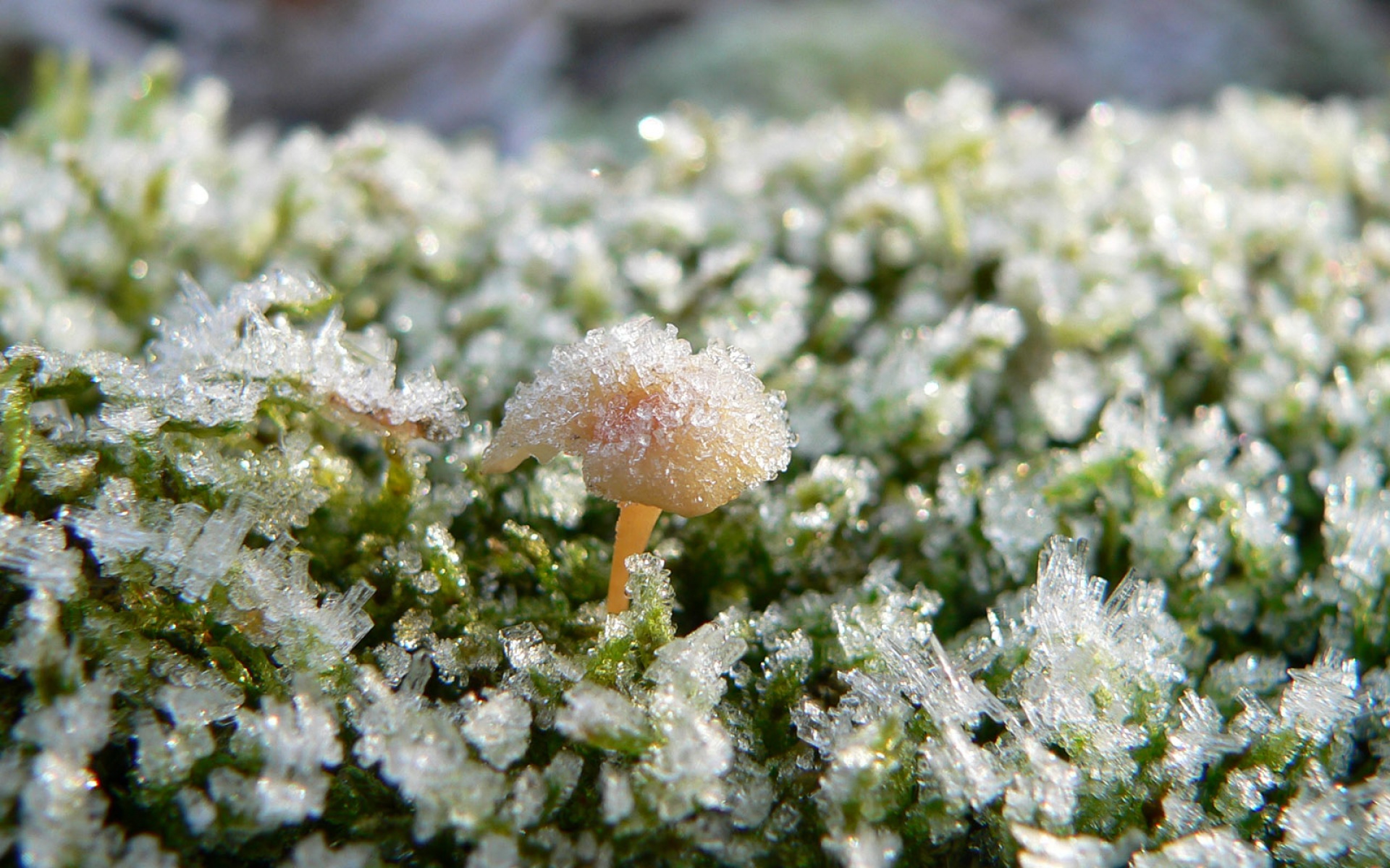 小清新,清新淡雅,冰雪,植物,儿童桌面专用