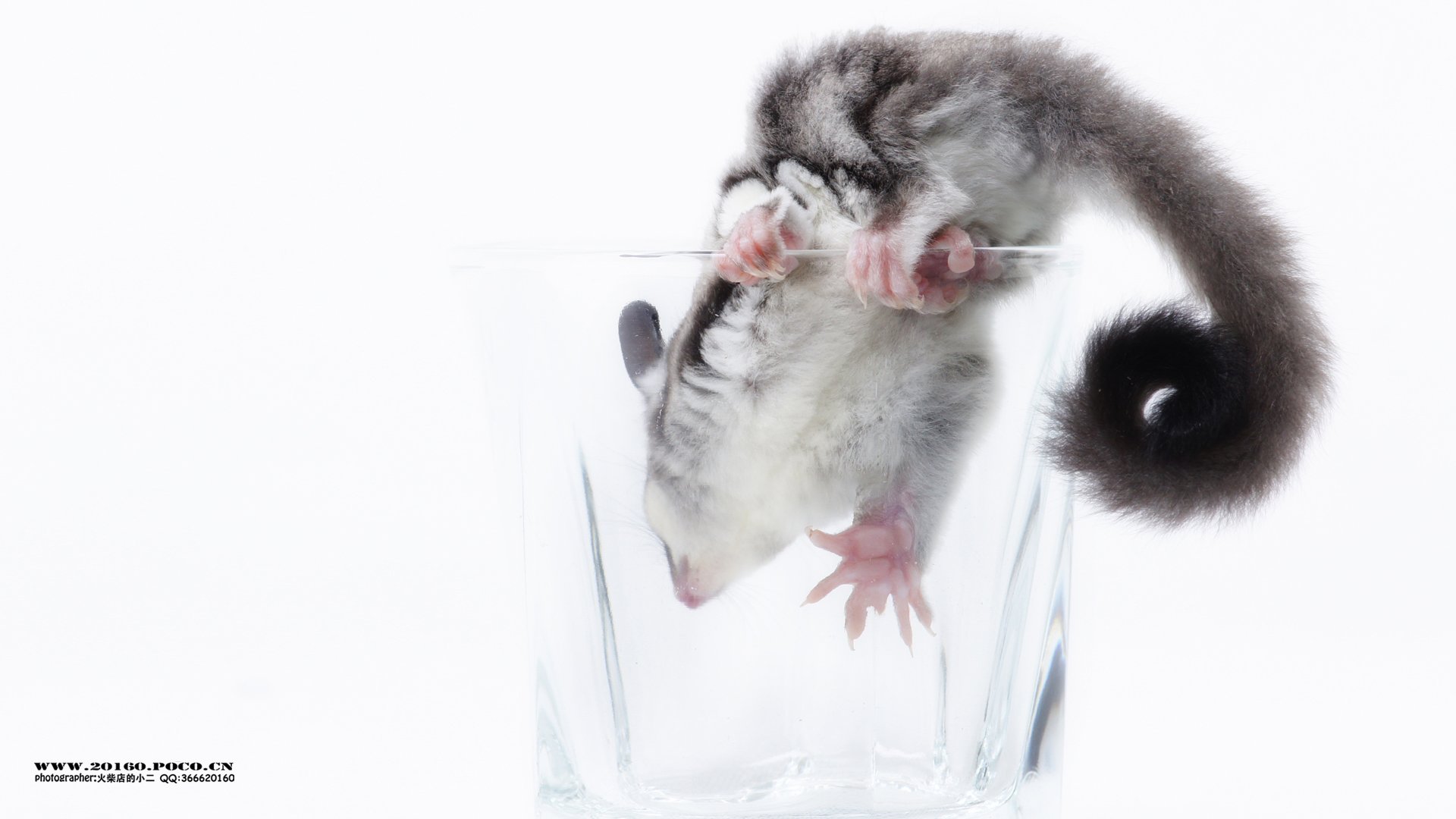 萌宠,宠物,火柴摄影,野生动物,卖萌,可爱,儿童桌面专用