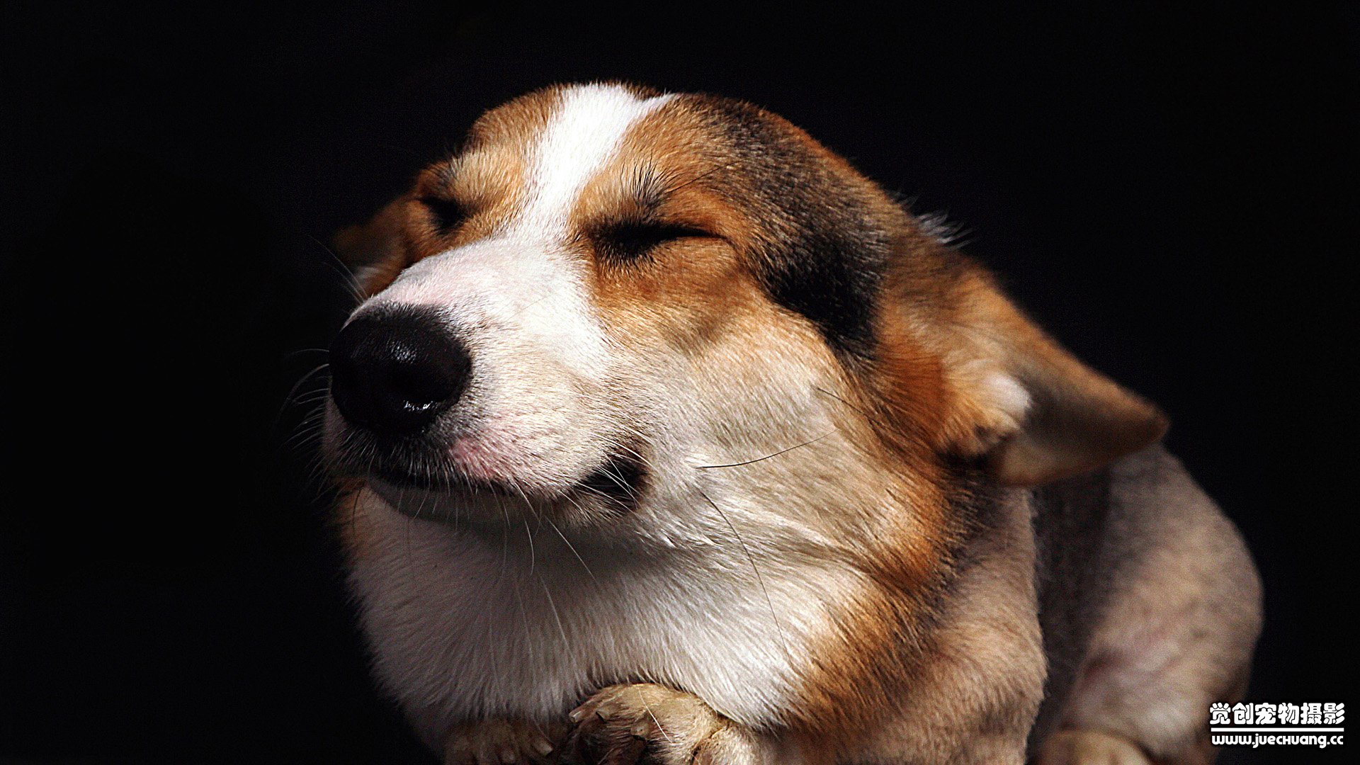 萌宠,汪星人,狗,卖萌,古灵精怪,可爱,觉创摄影,觉创宠物摄影,宠物,儿童桌面专用