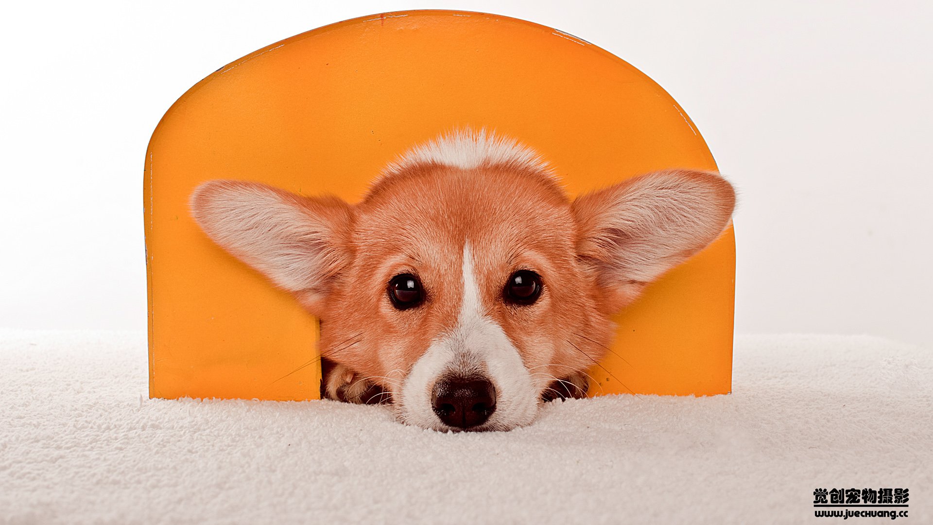 萌宠,汪星人,狗,卖萌,古灵精怪,可爱,觉创摄影,觉创宠物摄影,宠物,儿童桌面专用