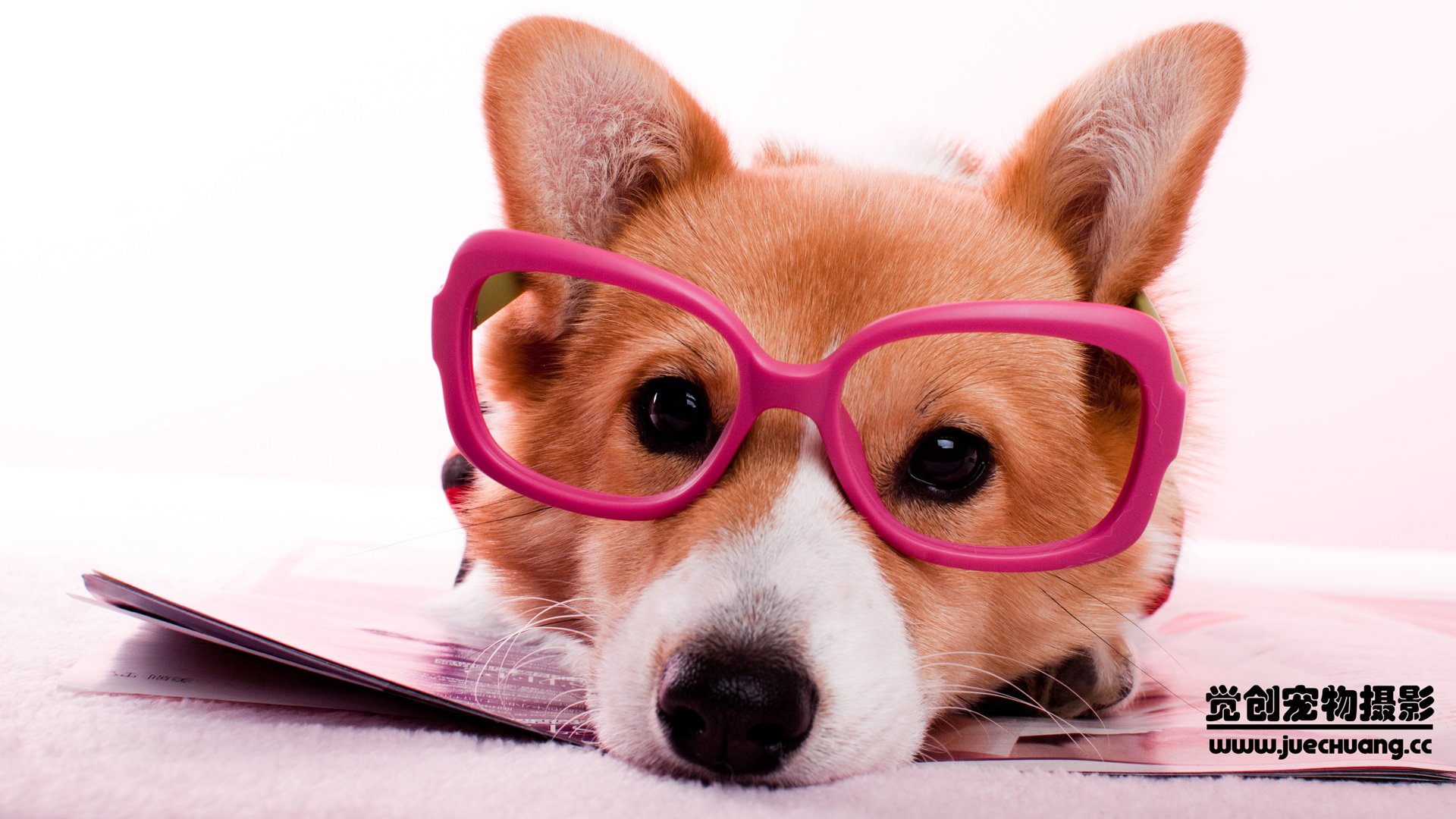 萌宠,汪星人,狗,卖萌,古灵精怪,可爱,觉创摄影,觉创宠物摄影,宠物,儿童桌面专用