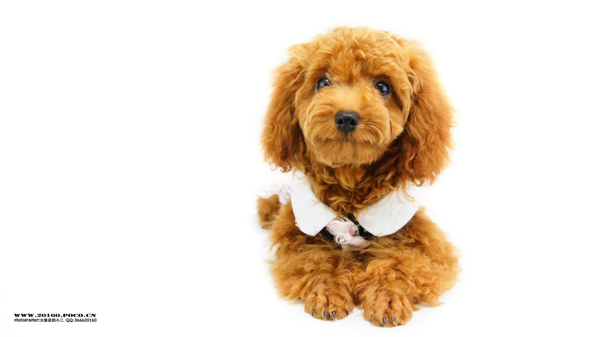 萌宠,宠物,火柴摄影,狗,汪星人,卖萌,可爱,儿童桌面专用