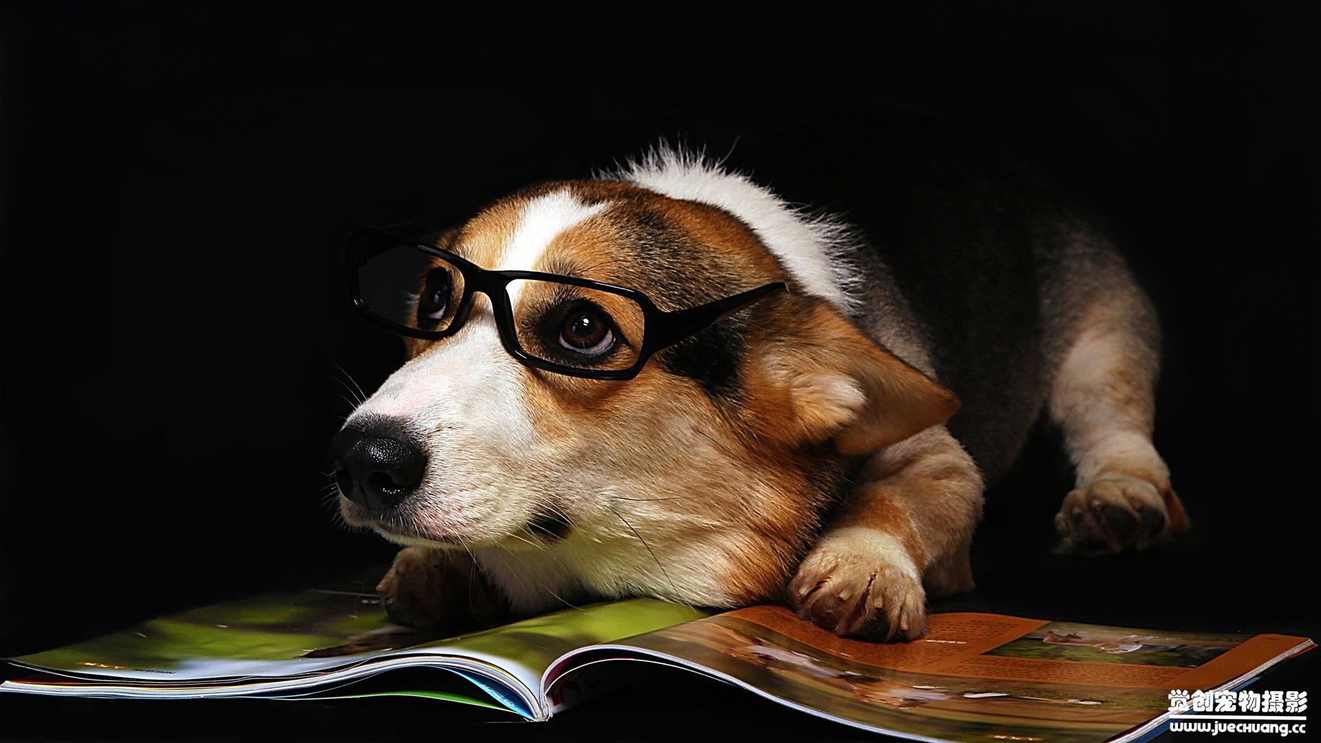 萌宠,汪星人,狗,卖萌,古灵精怪,可爱,觉创摄影,觉创宠物摄影,宠物,儿童桌面专用