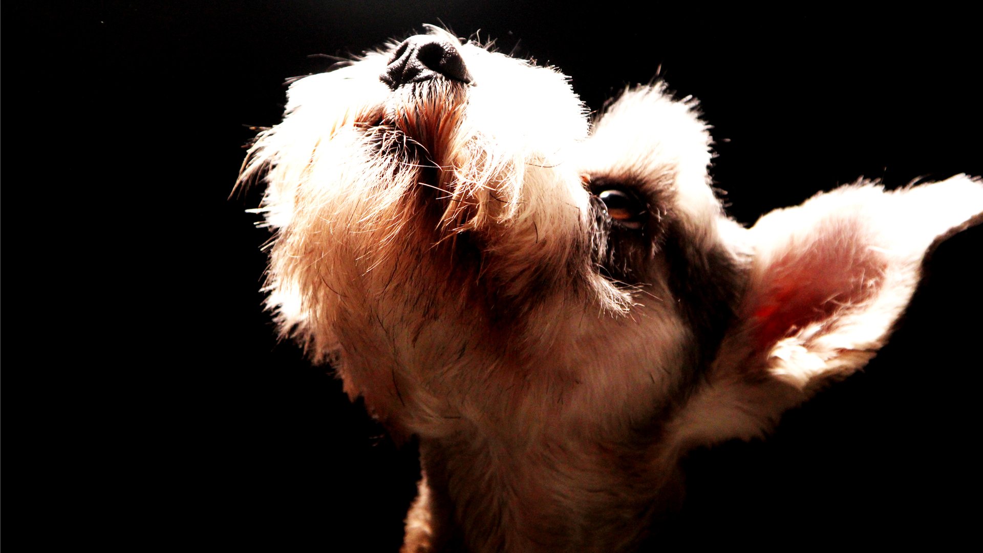 萌宠,汪星人,狗,卖萌,古灵精怪,觉创摄影,宠物,儿童桌面专用