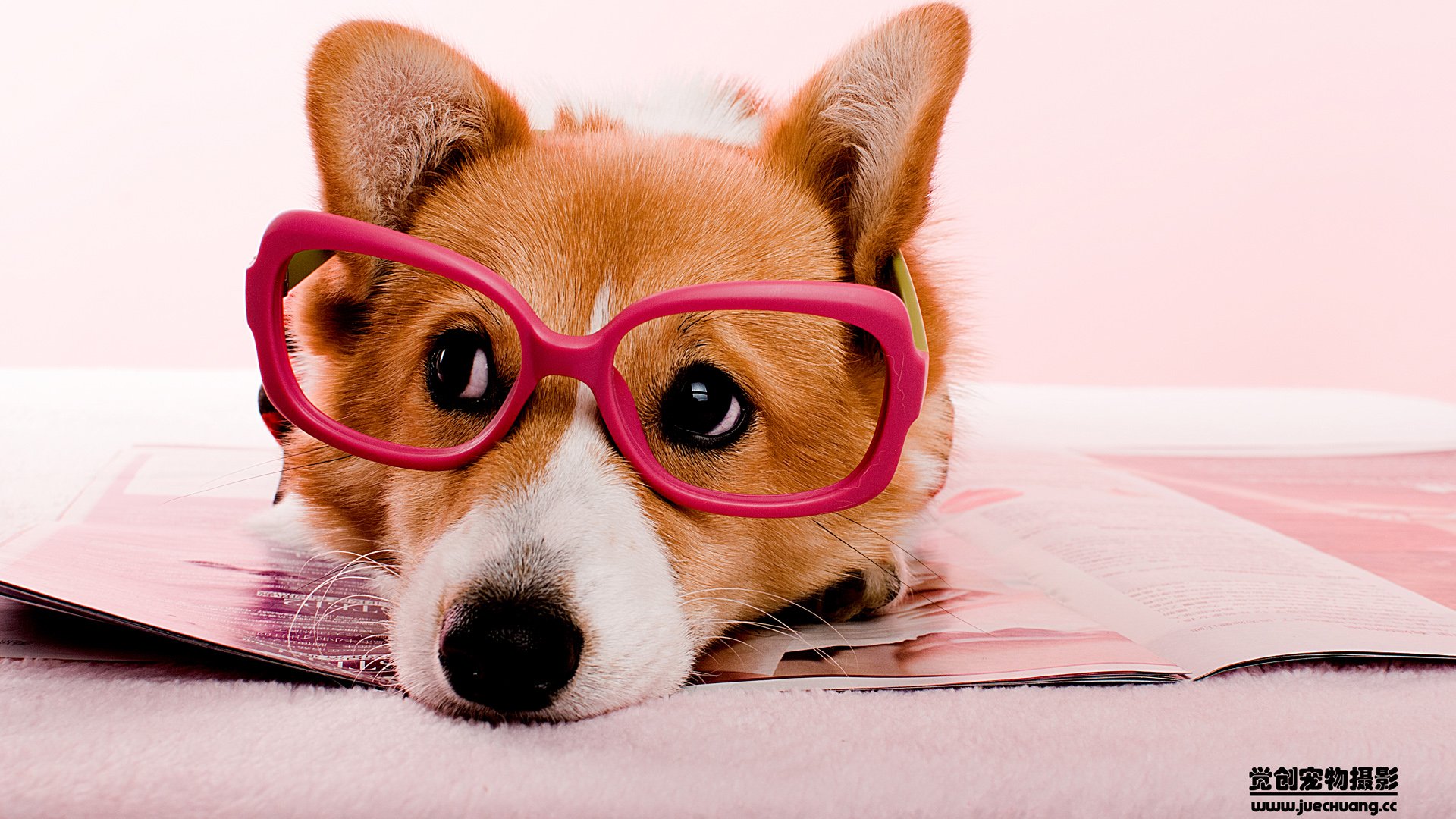 萌宠,汪星人,狗,卖萌,古灵精怪,可爱,觉创摄影,觉创宠物摄影,宠物,儿童桌面专用