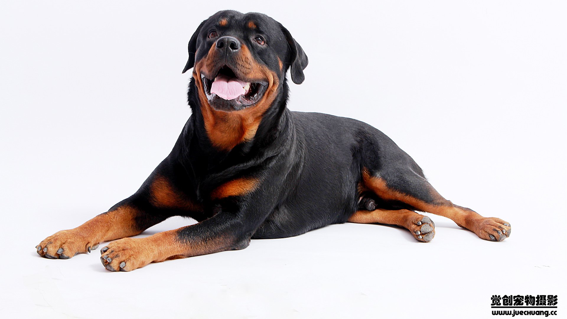 萌宠,汪星人,狗,卖萌,古灵精怪,觉创摄影,宠物,儿童桌面专用