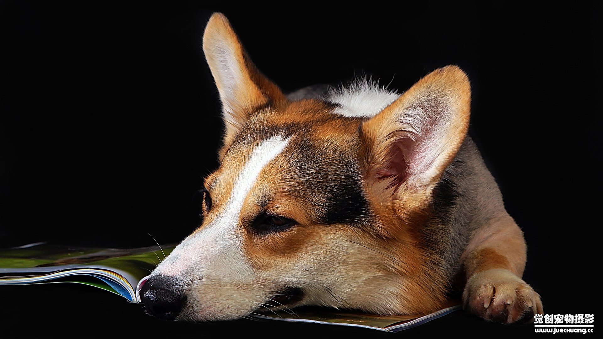 萌宠,汪星人,狗,卖萌,古灵精怪,可爱,觉创摄影,觉创宠物摄影,宠物,儿童桌面专用