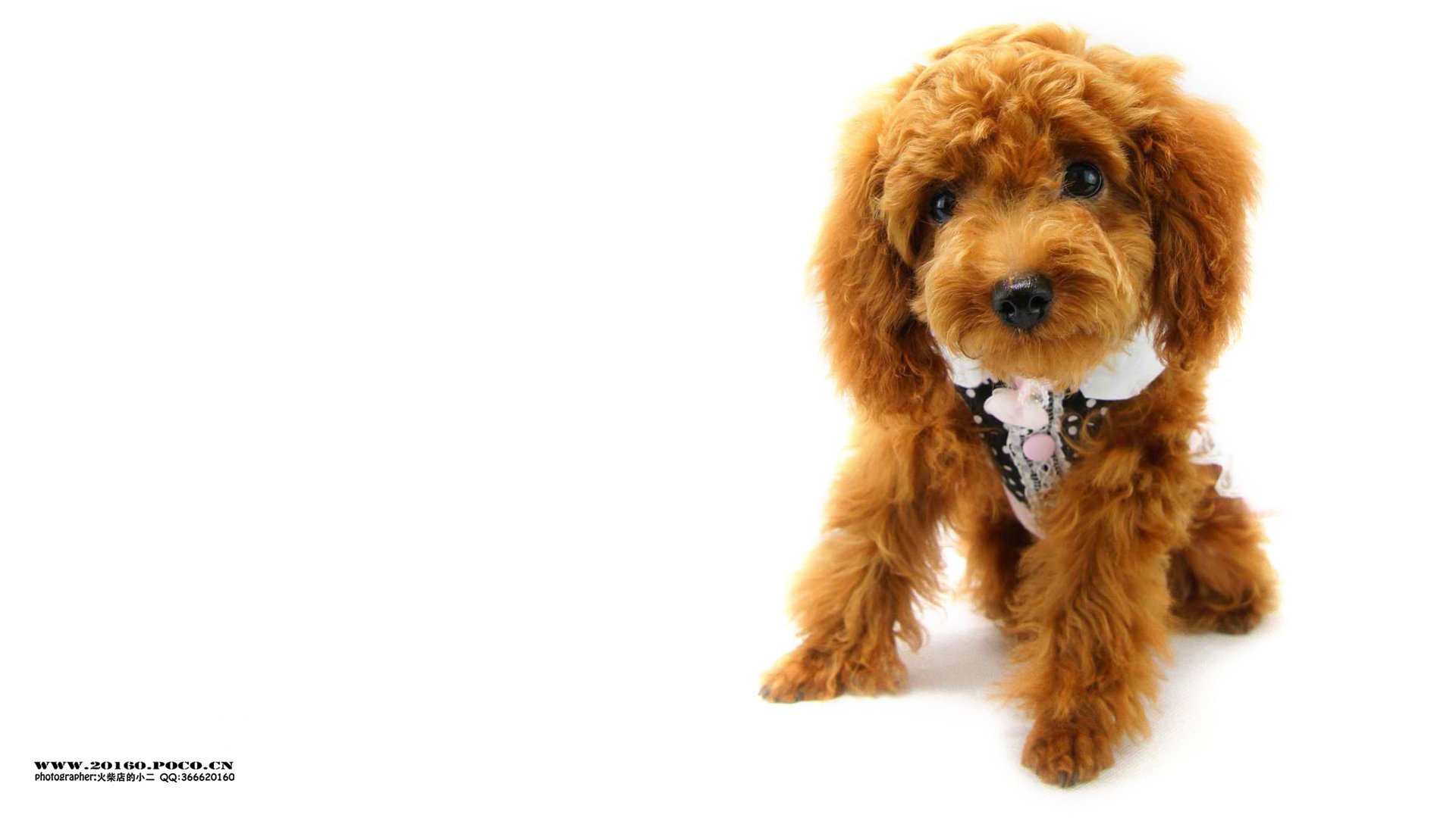 萌宠,宠物,火柴摄影,狗,汪星人,卖萌,可爱,儿童桌面专用