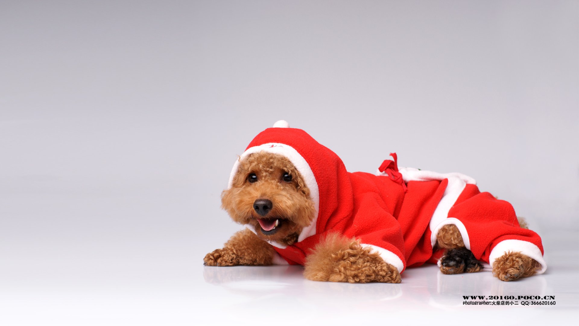 萌宠,汪星人,狗狗,狗,摄影,独家首发,@摄影师火柴店的小二,儿童桌面专用