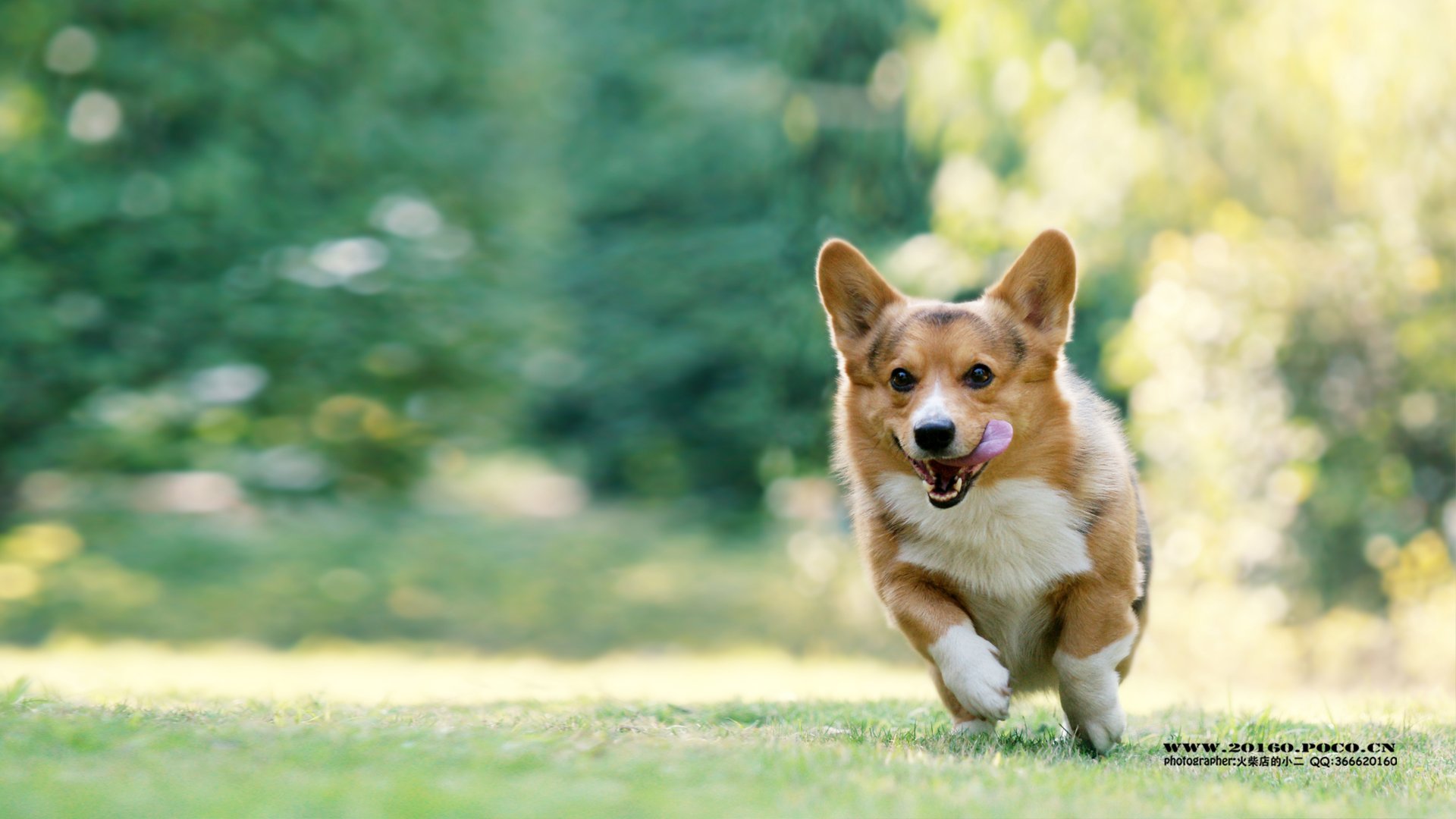 萌宠,汪星人,狗狗,狗,摄影,独家首发,@摄影师火柴店的小二,儿童桌面专用