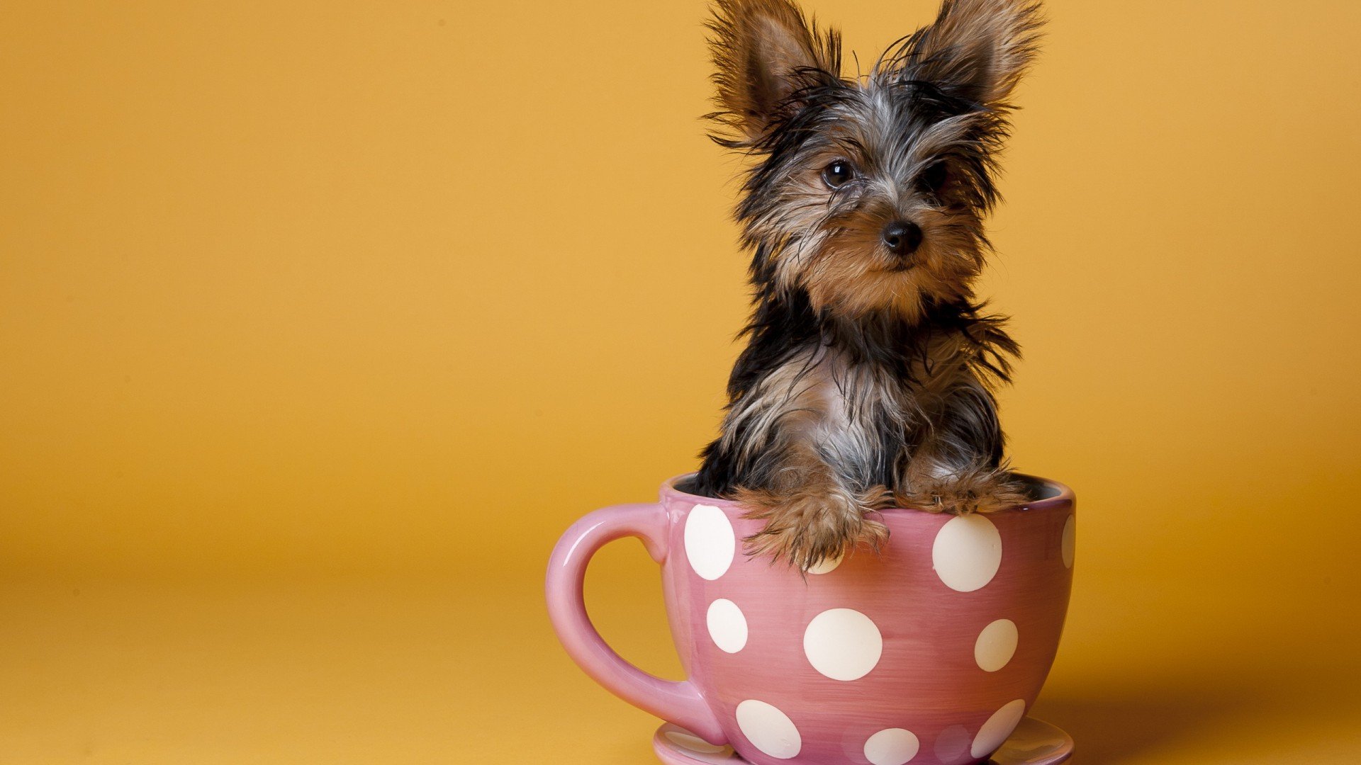 萌宠,汪星人,狗,儿童桌面专用