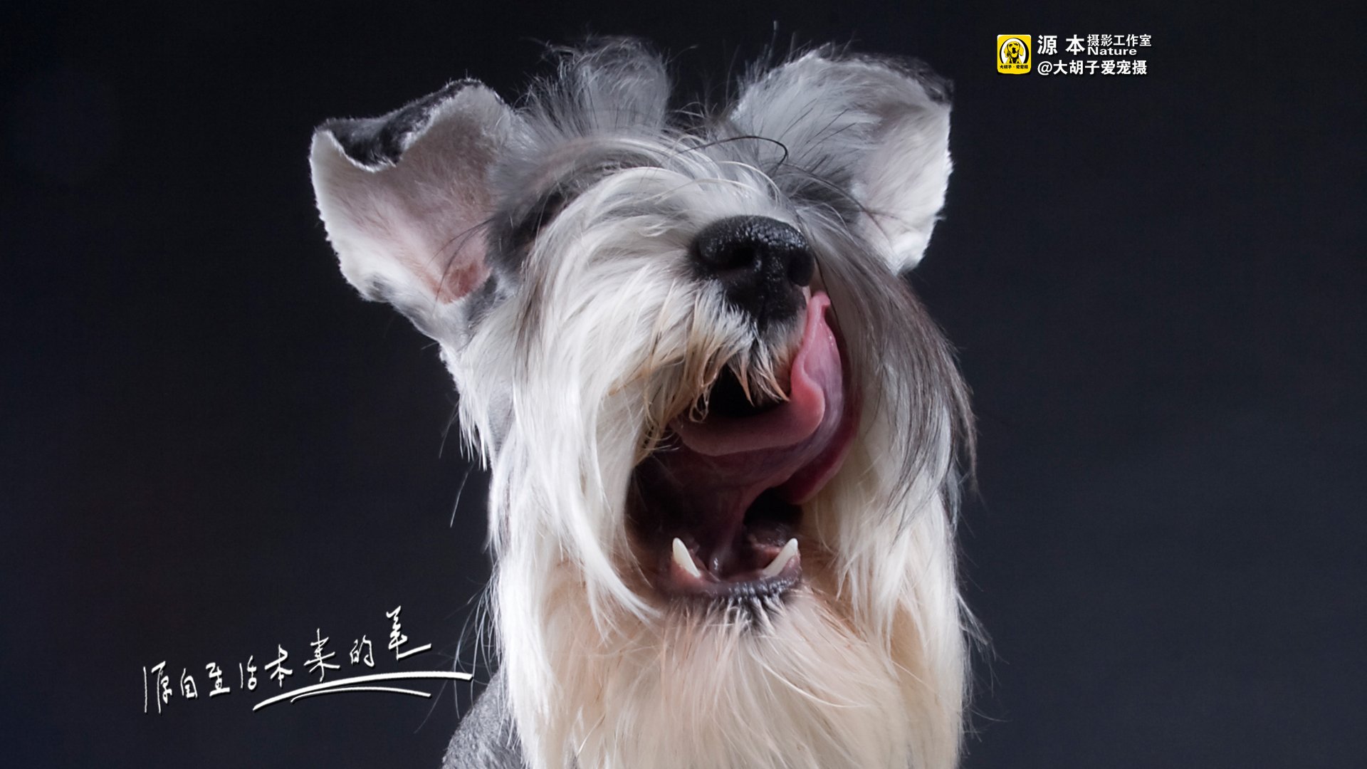 萌宠,源本摄影,狗,汪星人,雪纳瑞,独家首发,@大胡子爱宠摄,儿童桌面专用