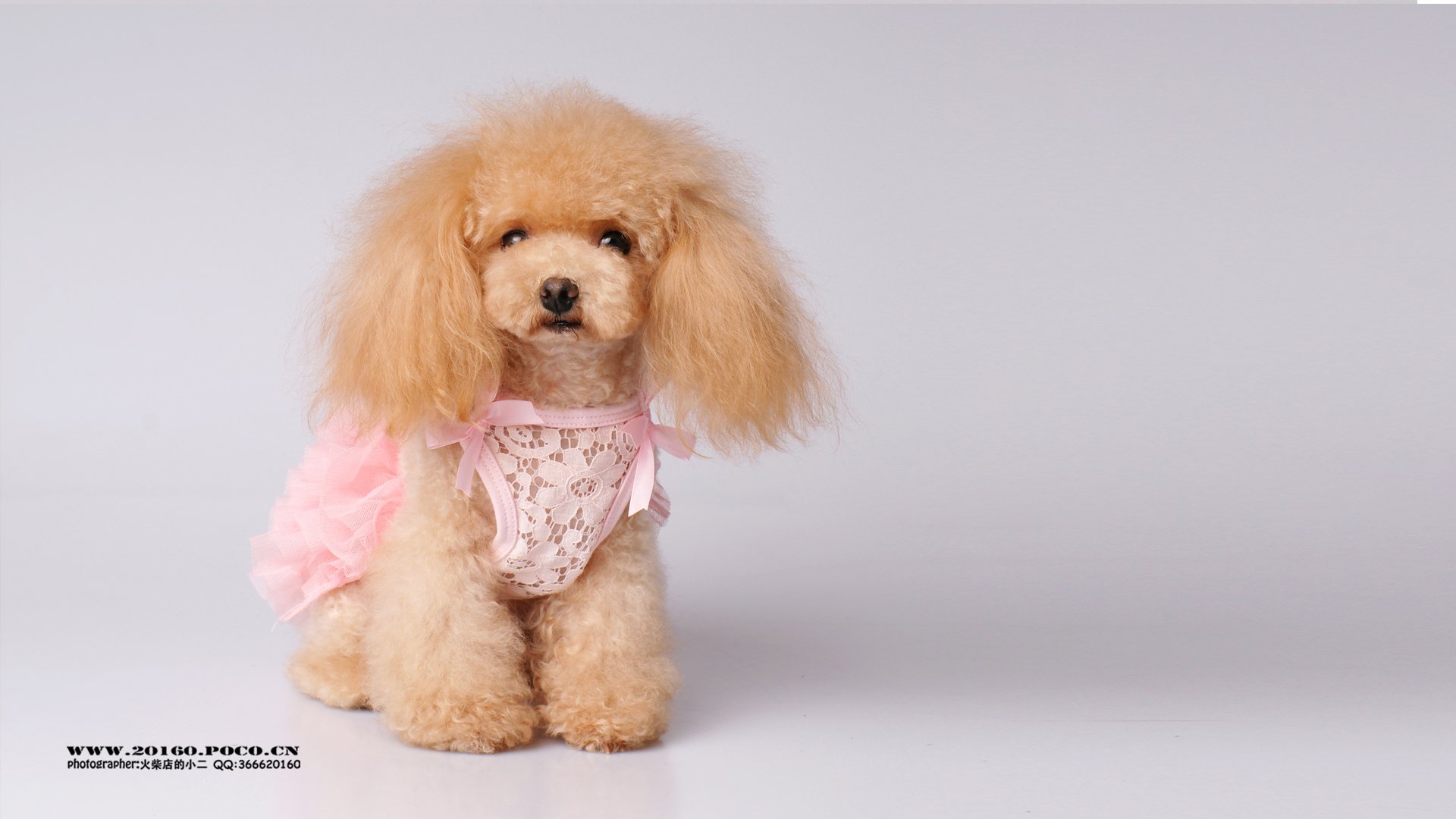 萌宠,汪星人,狗狗,狗,摄影,独家首发,@摄影师火柴店的小二,儿童桌面专用