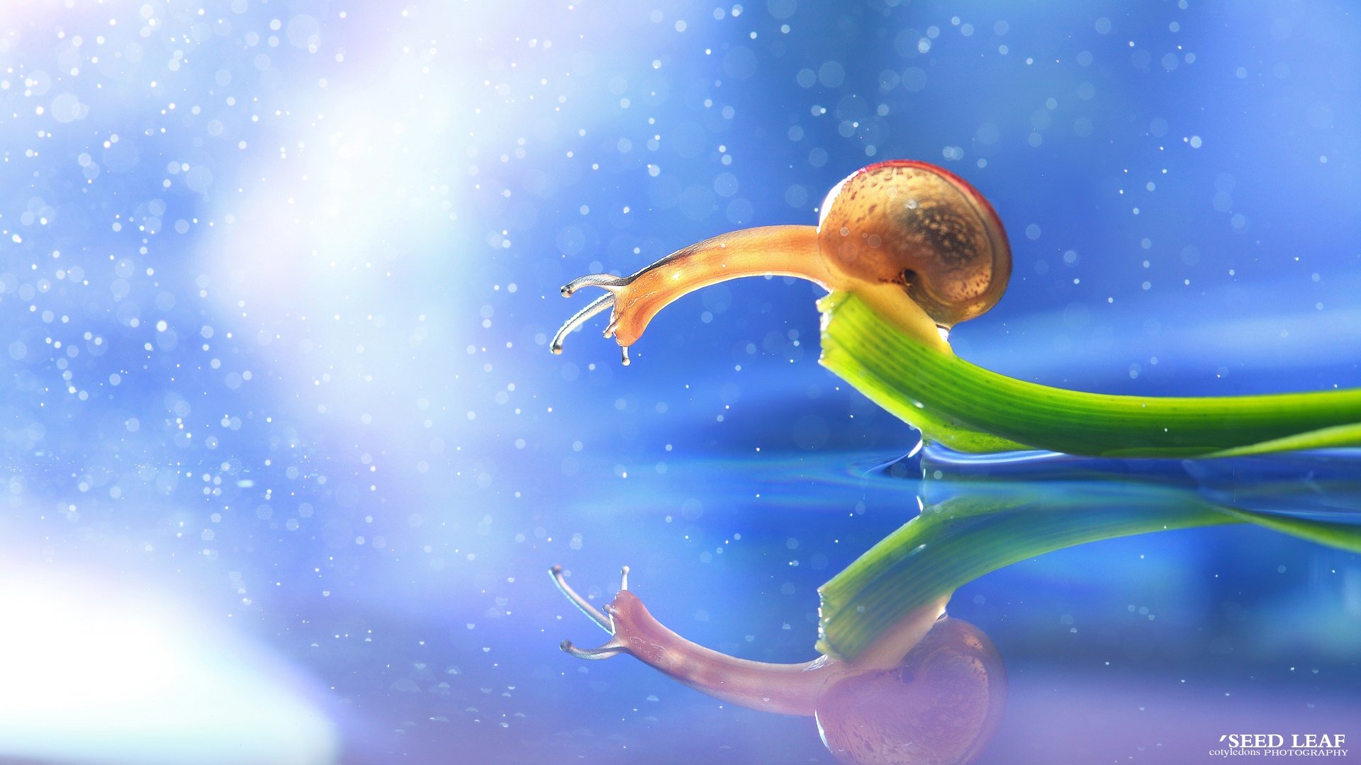 萌宠,独家首发,蜗牛,摄影,@SeedLeaf,儿童桌面专用