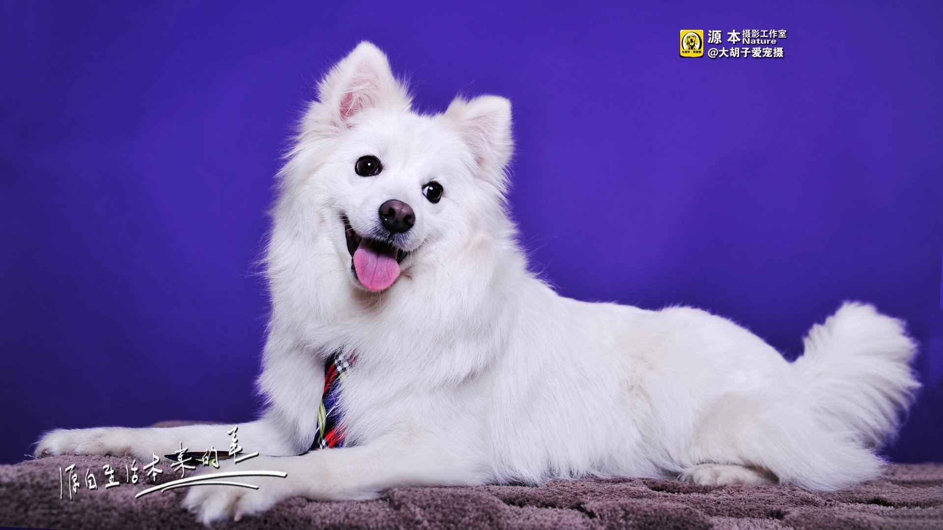 萌宠,源本摄影,独家首发,狗,@大胡子爱宠摄,儿童桌面专用