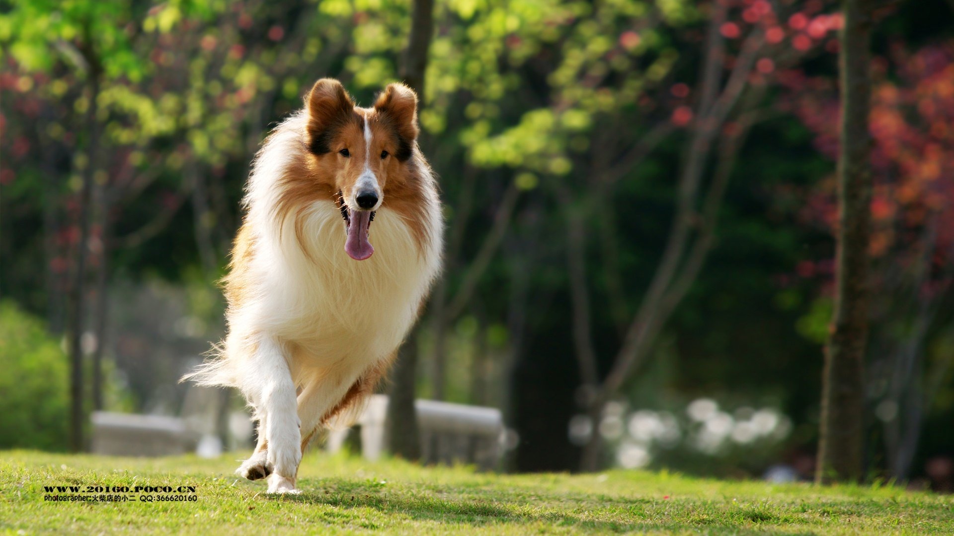 萌宠,汪星人,狗狗,狗,摄影,独家首发,@摄影师火柴店的小二,儿童桌面专用