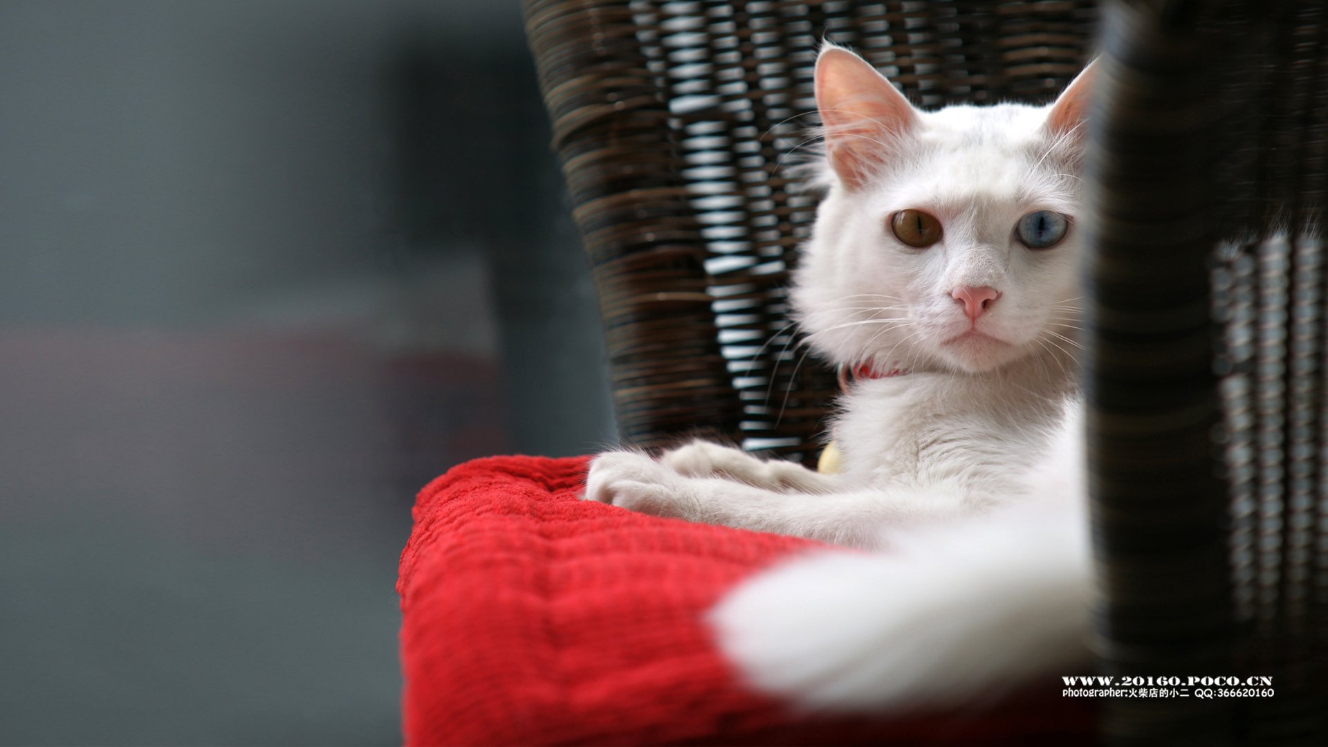 萌宠,独家首发,摄影,火柴摄影,@摄影师火柴店的小二,儿童桌面专用