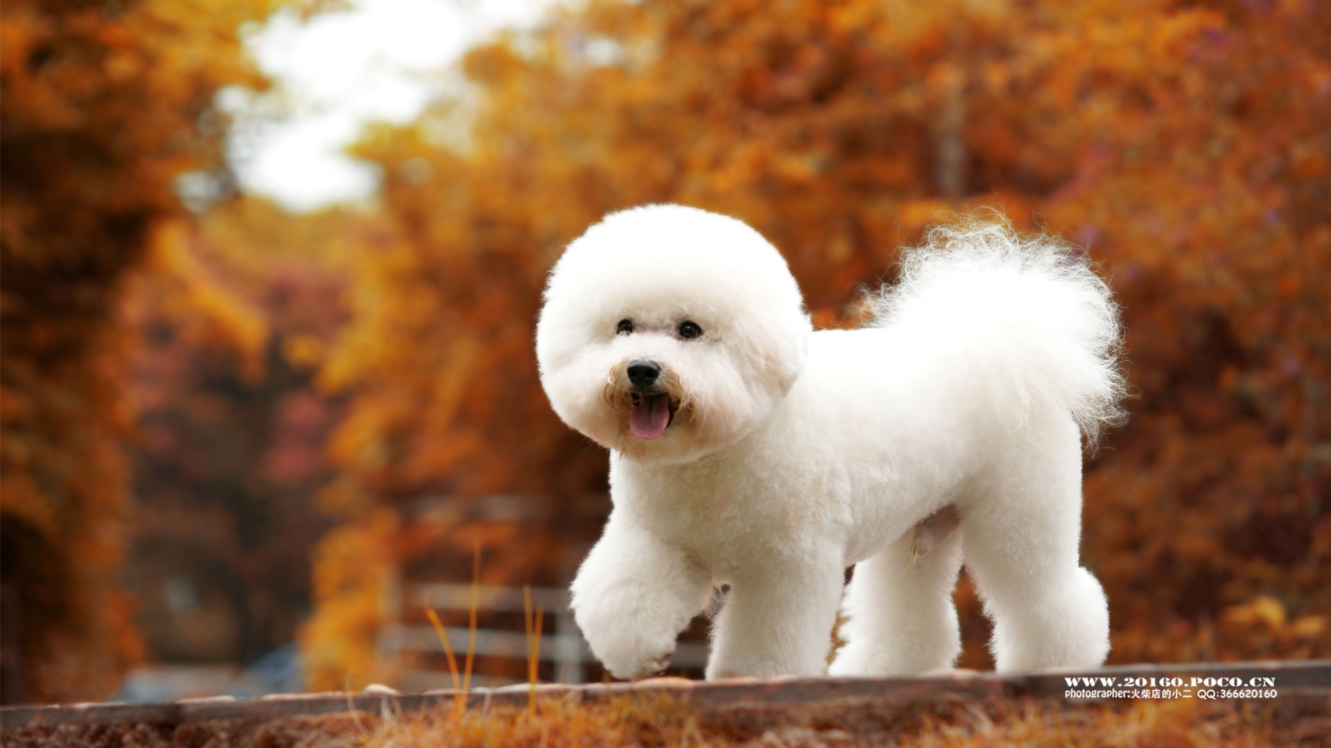 萌宠,汪星人,狗狗,狗,摄影,独家首发,@@摄影师火柴店的小二,儿童桌面专用