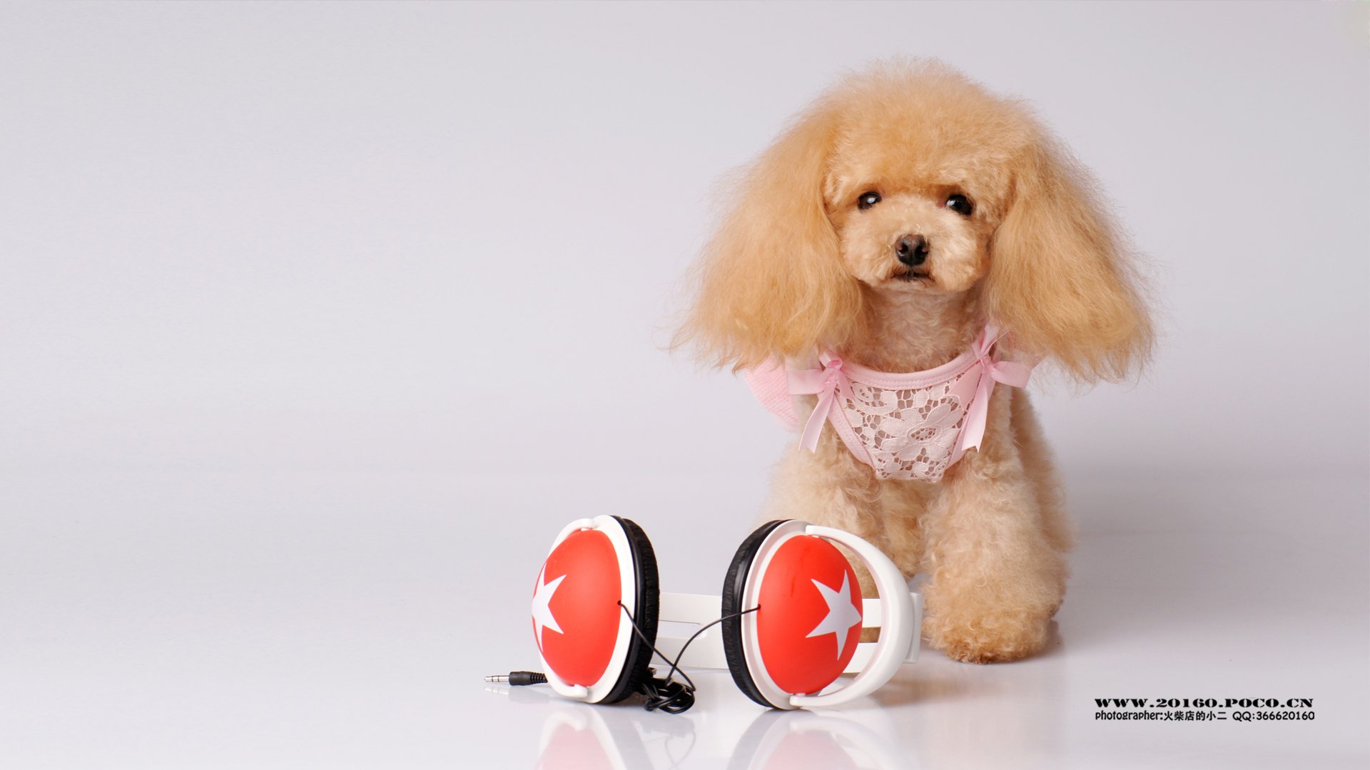 萌宠,独家首发,摄影,火柴摄影,@摄影师火柴店的小二,儿童桌面专用