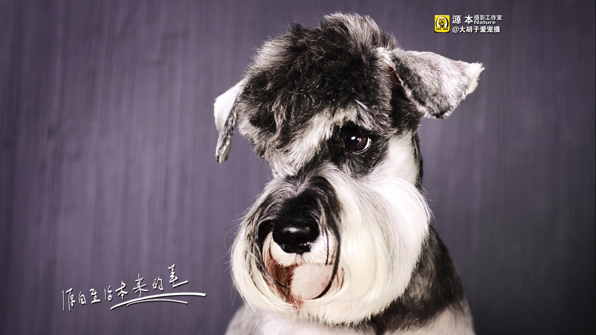 萌宠,源本摄影,狗,汪星人,雪纳瑞,独家首发,@大胡子爱宠摄,儿童桌面专用