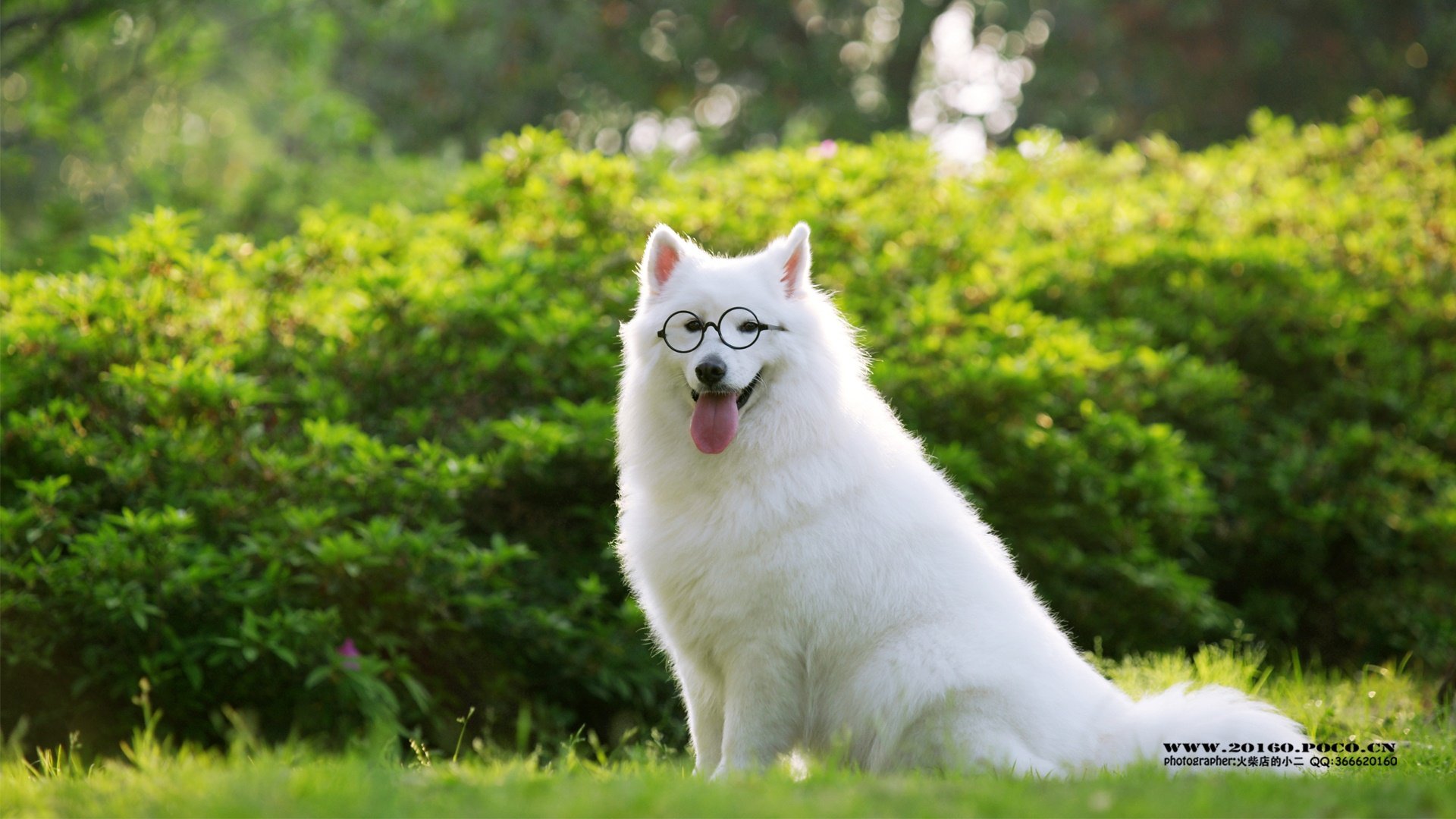 萌宠,汪星人,狗狗,狗,摄影,独家首发,@@摄影师火柴店的小二,儿童桌面专用