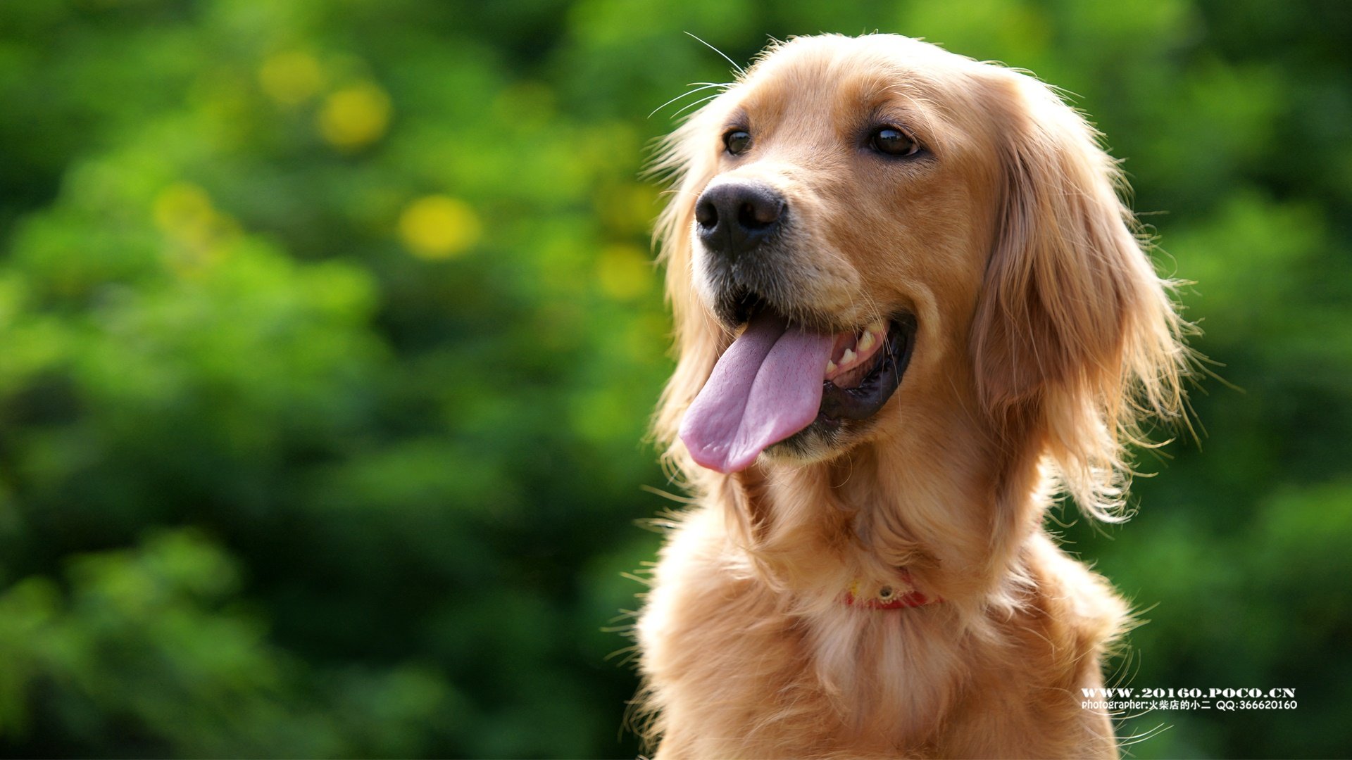 萌宠,汪星人,狗狗,狗,摄影,独家首发,@摄影师火柴店的小二,儿童桌面专用