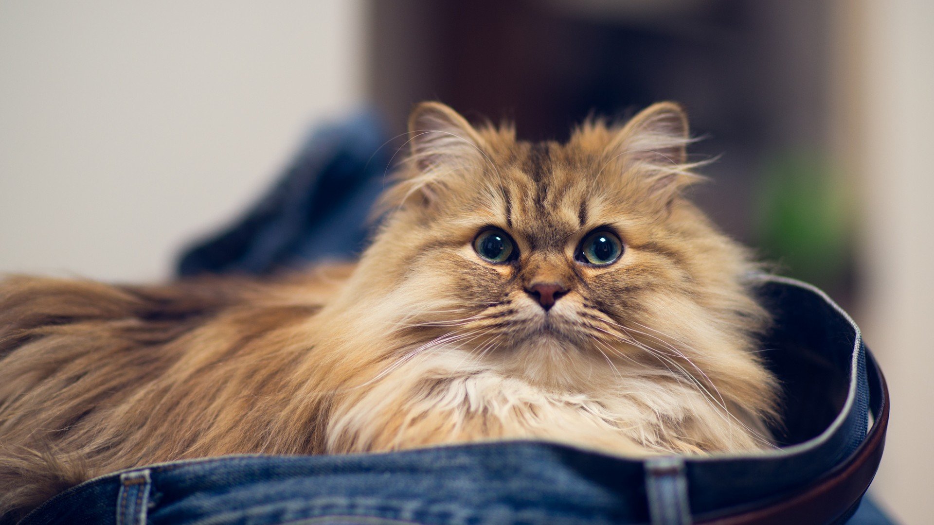 萌宠,汪星人,狗狗,狗,可爱,儿童桌面专用