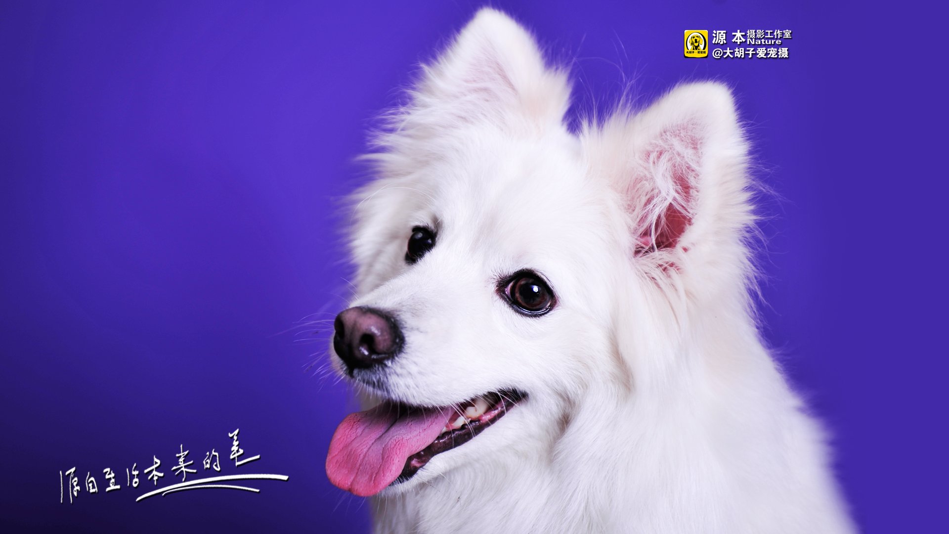 萌宠,源本摄影,独家首发,狗,@大胡子爱宠摄,儿童桌面专用