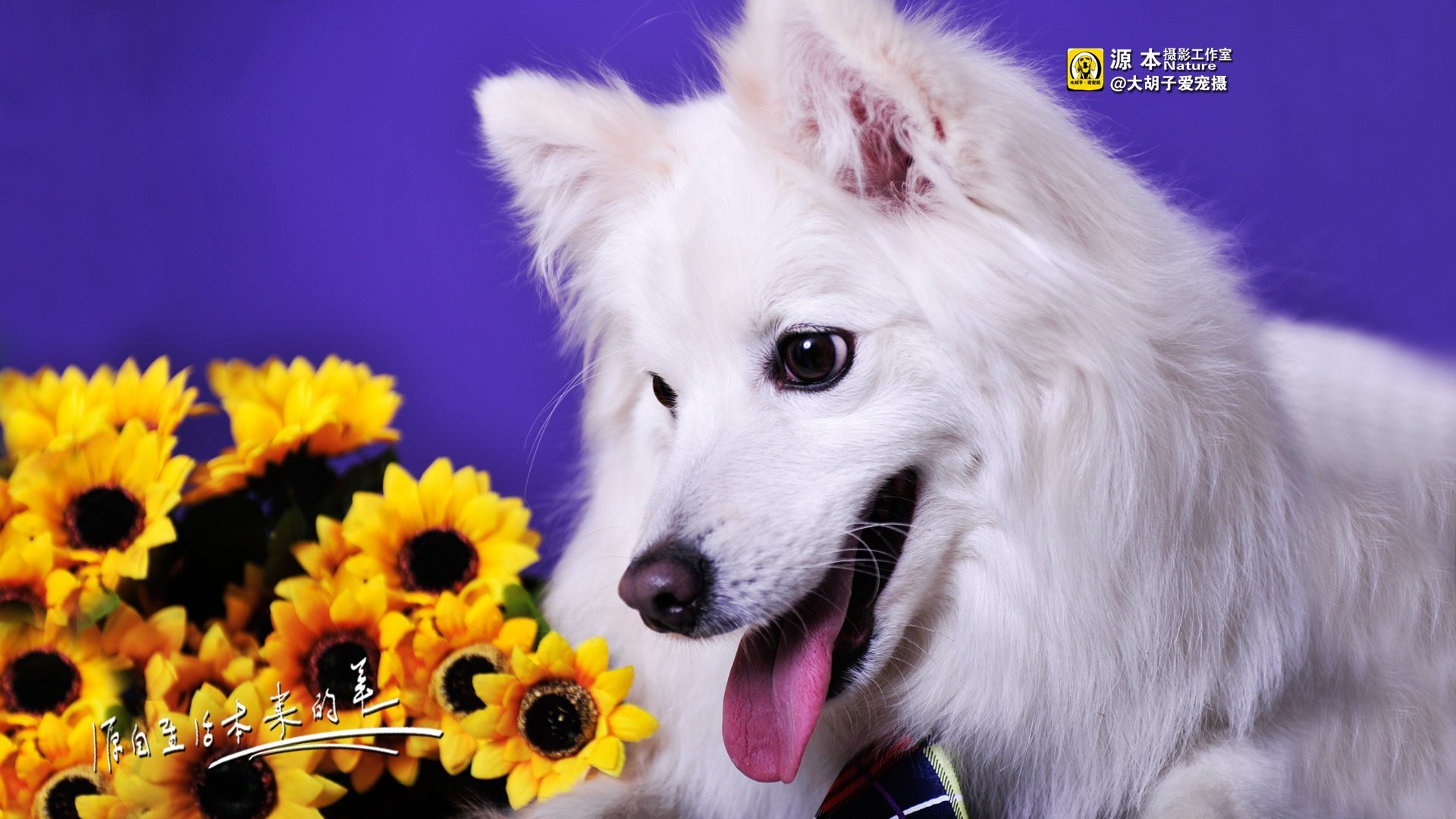 萌宠,源本摄影,独家首发,狗,@大胡子爱宠摄,儿童桌面专用