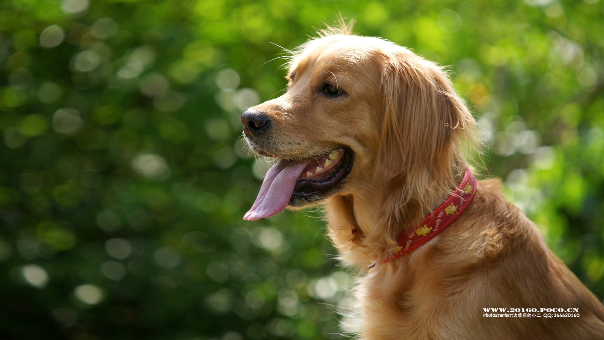 萌宠,独家首发,摄影,火柴摄影,@摄影师火柴店的小二,儿童桌面专用