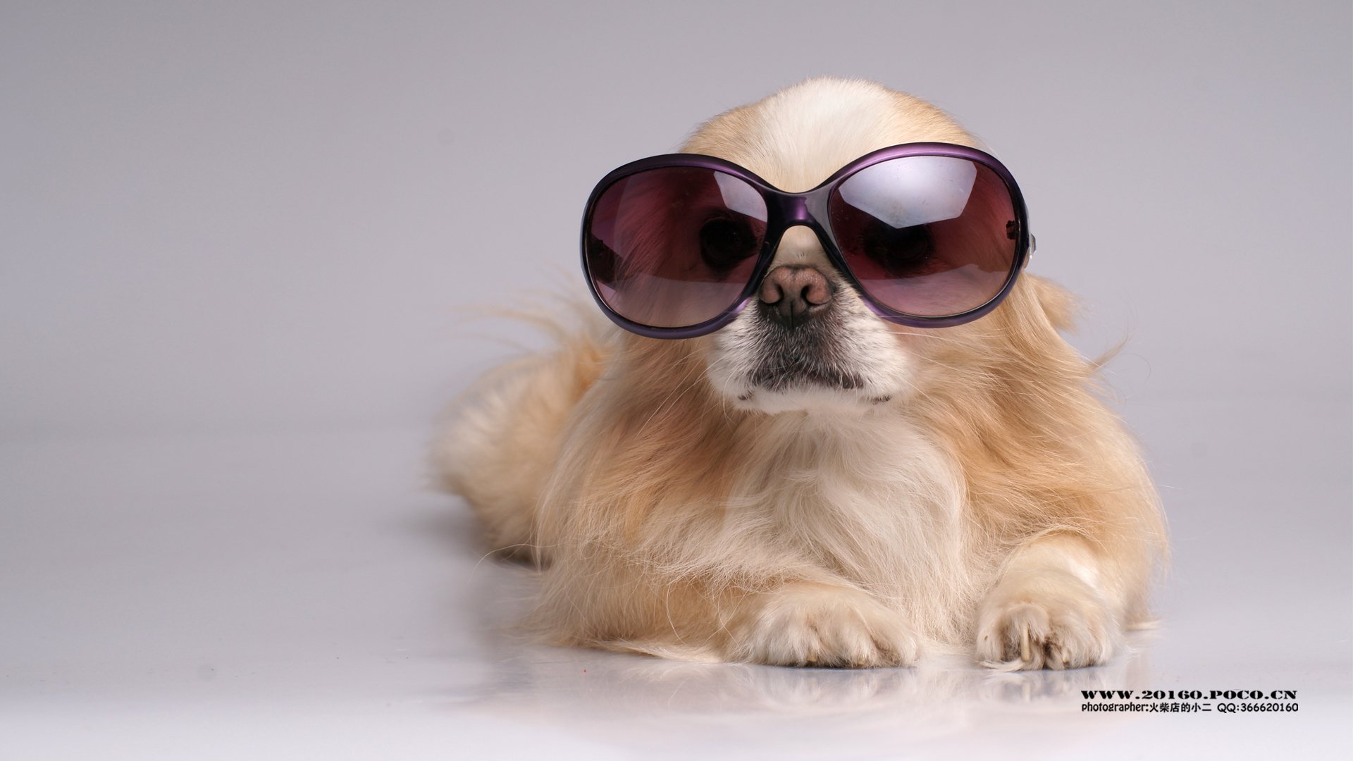 萌宠,汪星人,狗狗,狗,摄影,独家首发,@@摄影师火柴店的小二,儿童桌面专用