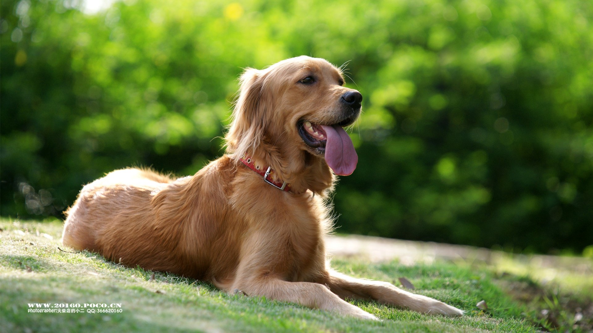 萌宠,汪星人,狗狗,狗,摄影,独家首发,@摄影师火柴店的小二,儿童桌面专用