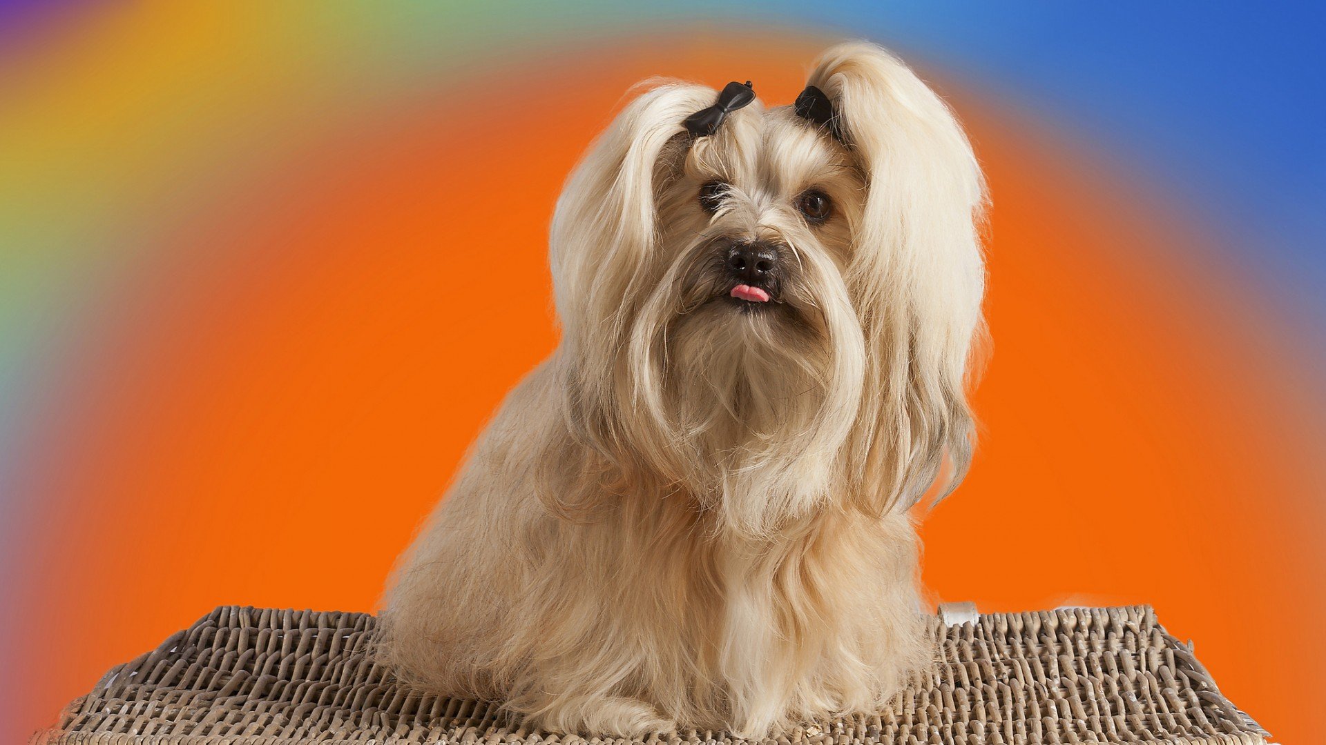 萌宠,汪星人,狗狗,狗,可爱,儿童桌面专用